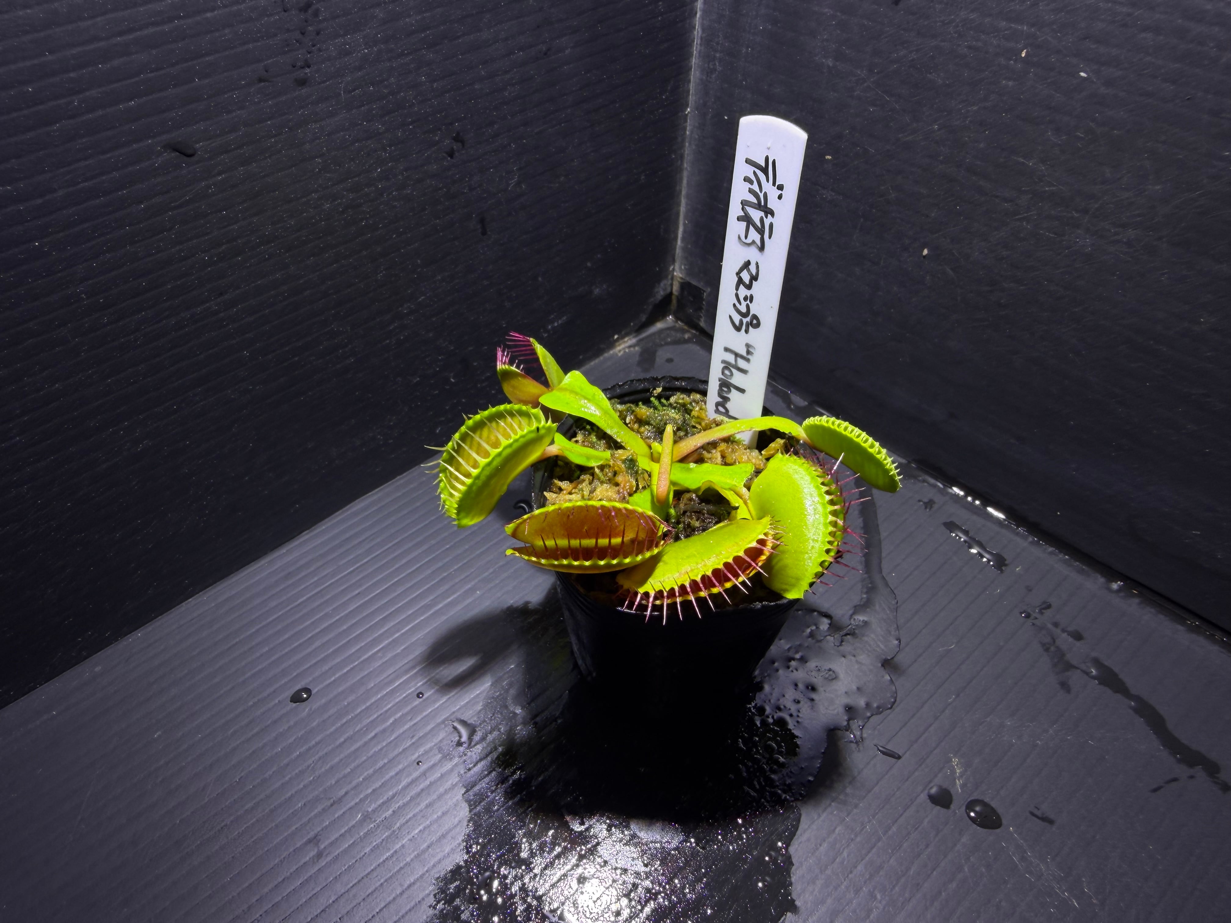 Biokimia(バイオキミア) ミズゴケ 5A ニュージーランド産 500g | AquaFocus