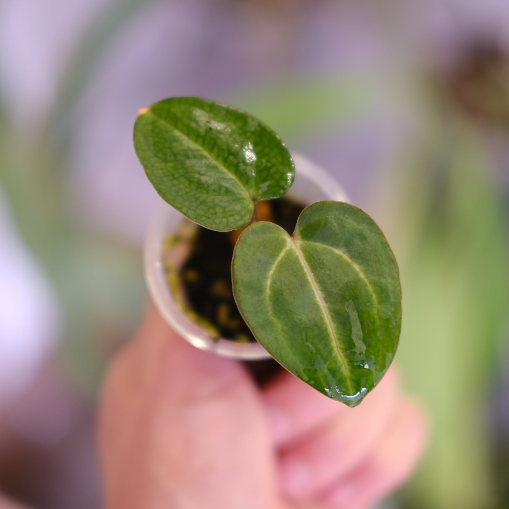 Anthurium Carlablackiae 