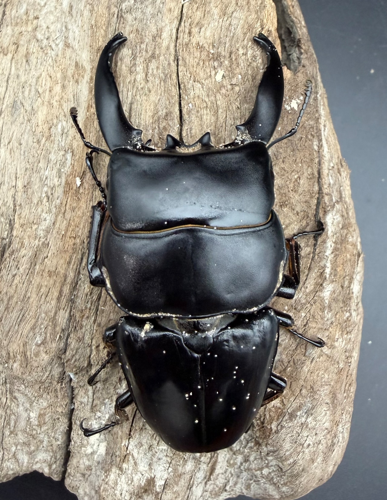 【WD】《アルキデスヒラタ アチェ産 85mm ペア》