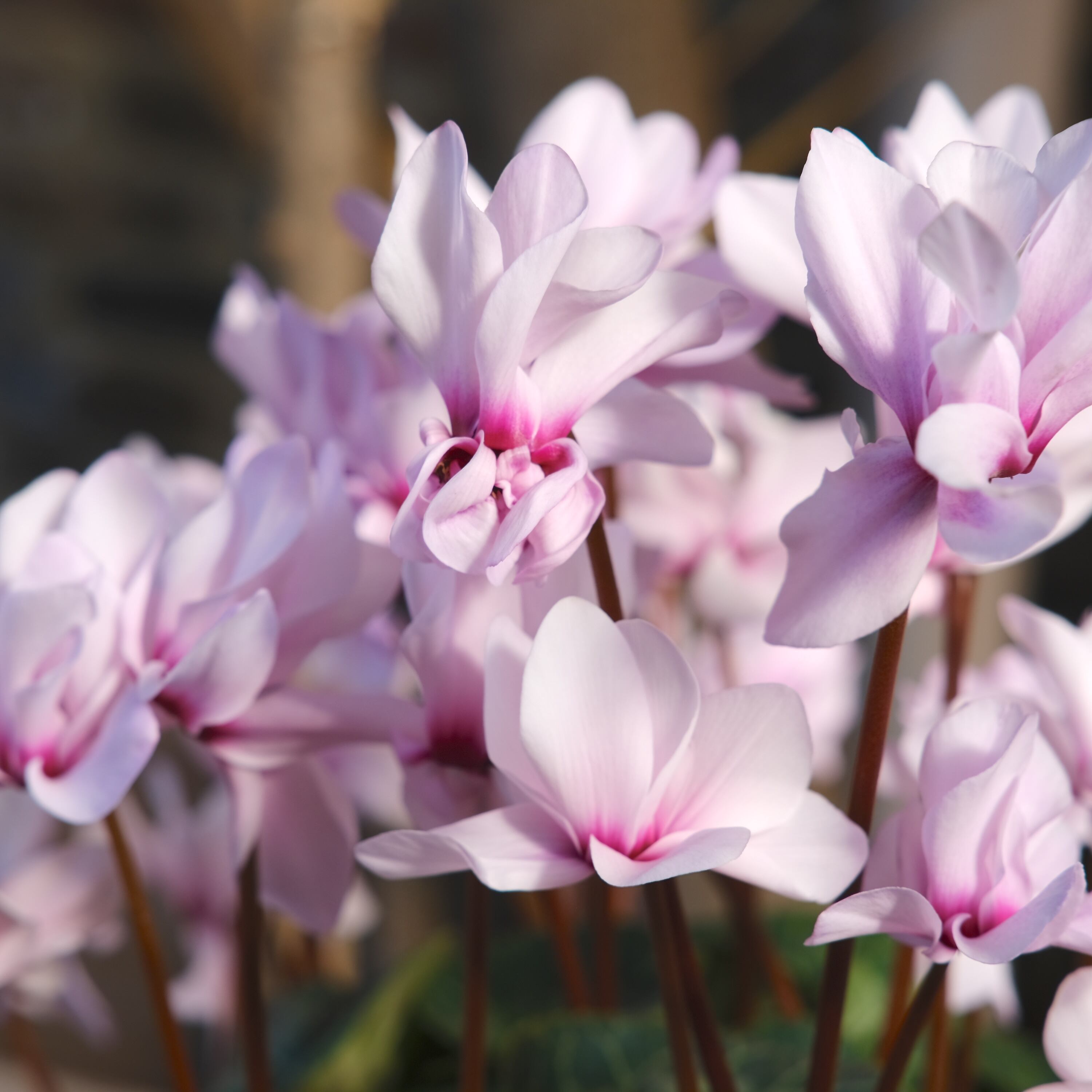 No, 10】ミニシクラメン チモシリーズ 八重《 枝垂れざき 》鉢なし