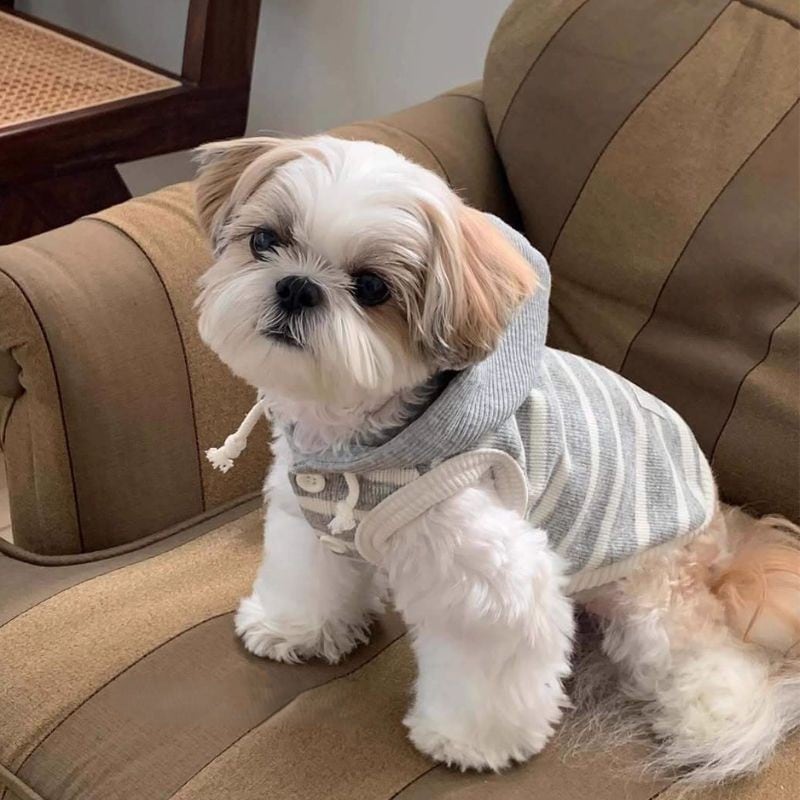 パステルボーダーのパーカー 犬服 00954