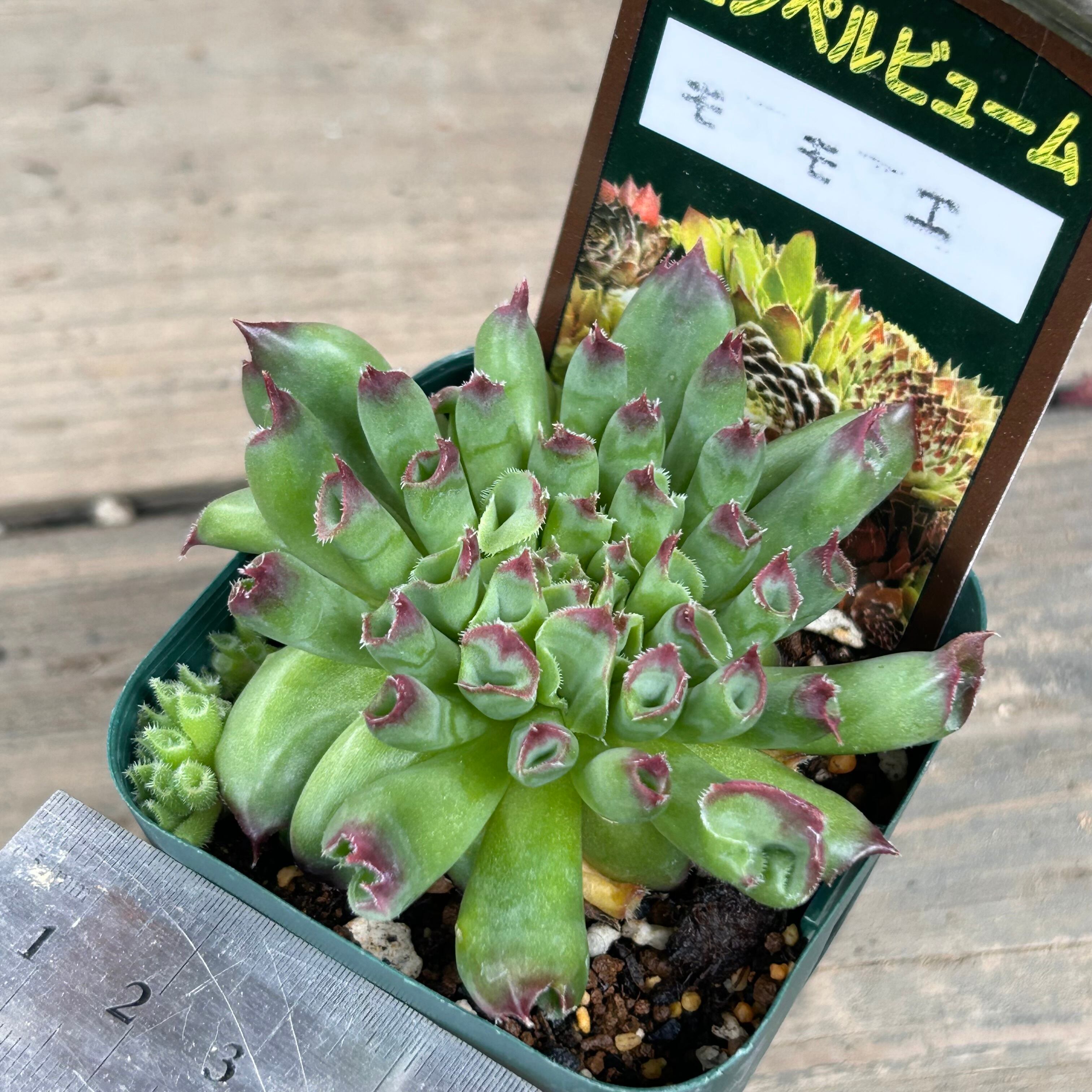 センペル モモエ | RuPo 多肉植物専門店