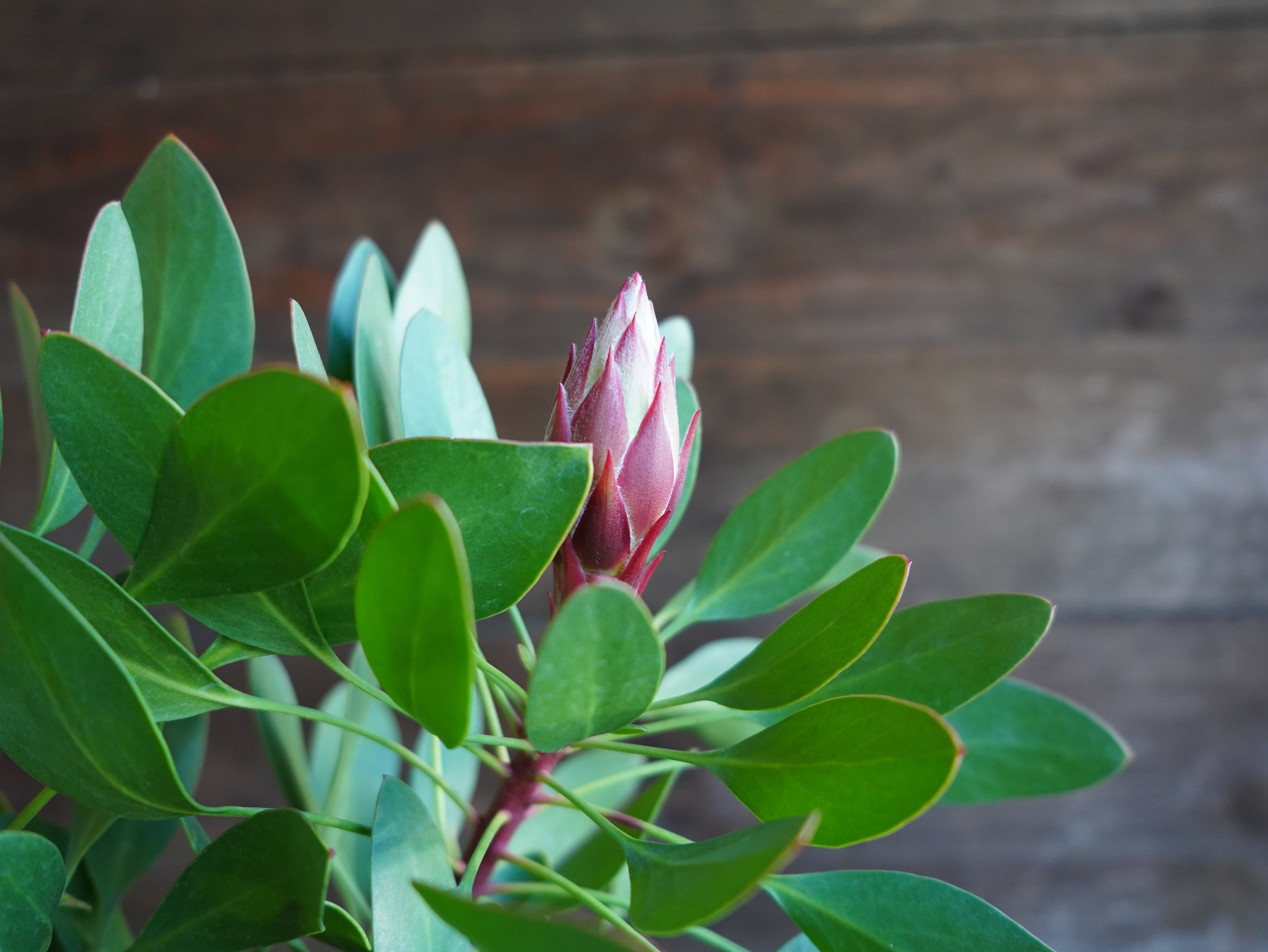 【現物】プロテア　”リトルプリンス”　A