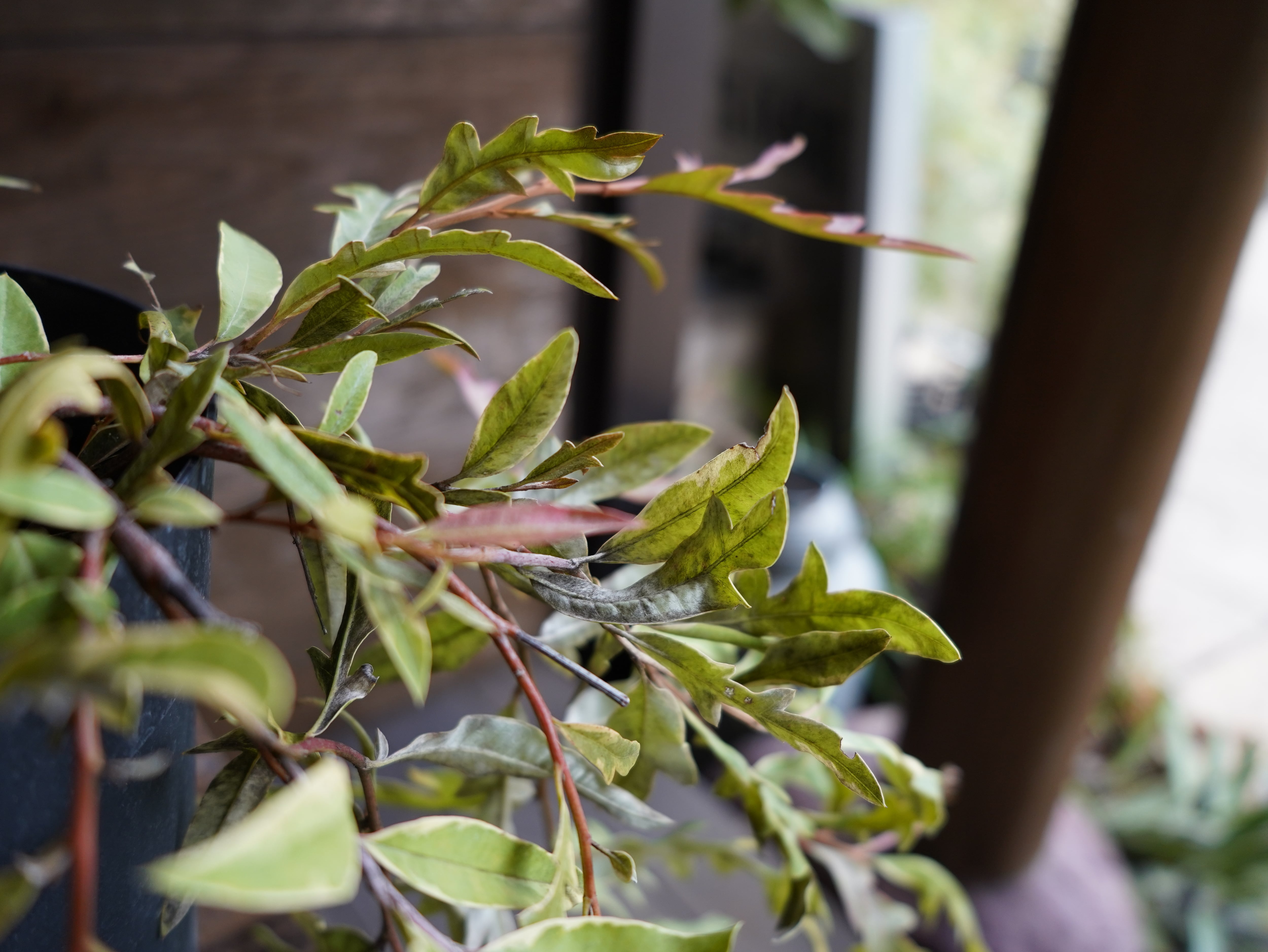 【現物】グレビレア　”サンキストウォーターズ”　A