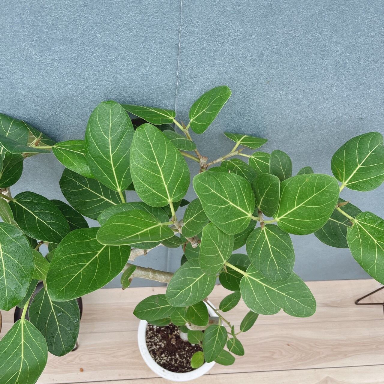 ［現品］28番　フィカス　ベンガレンシス　曲がり 8号　観葉植物　室内　大型 現品］28番 フィカス ベンガレンシス 曲がり 8号 観葉植物 室内 大型