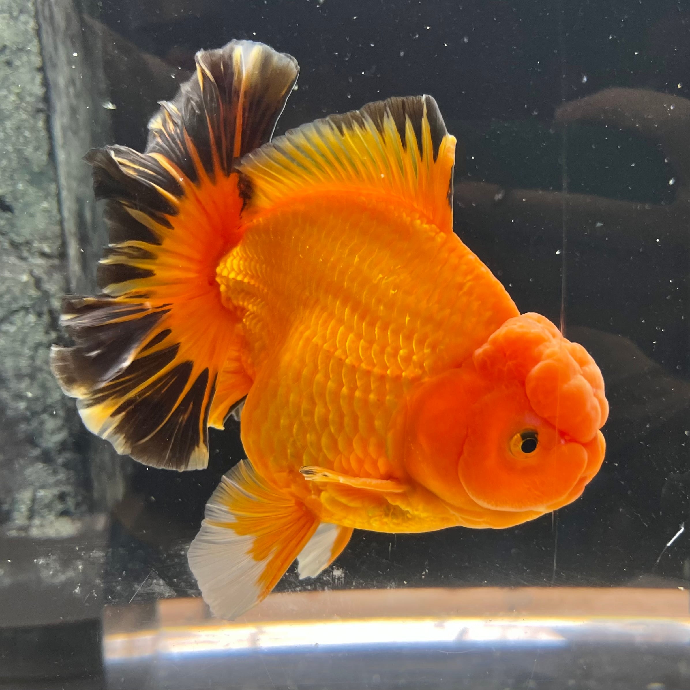 金魚　極上　ローズテールオランダ 中国便 スーパーローズテール ローズテールオランダ 金魚 上物品 美魚
