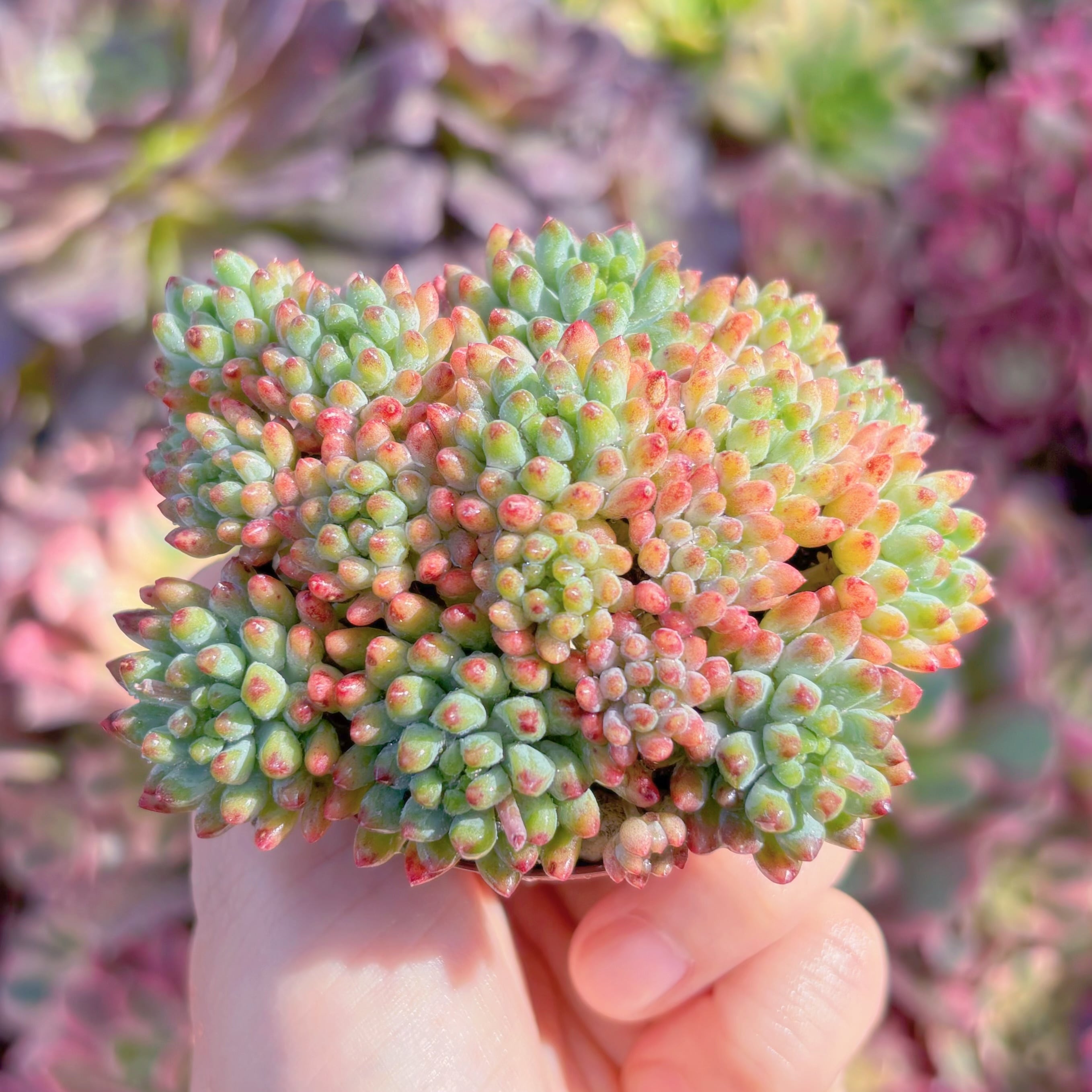 現品　萌豆#M013　群生　新入荷　るる農園