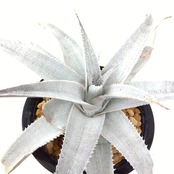 ディッキア　マルニエルラポストレイ　大株　【625】