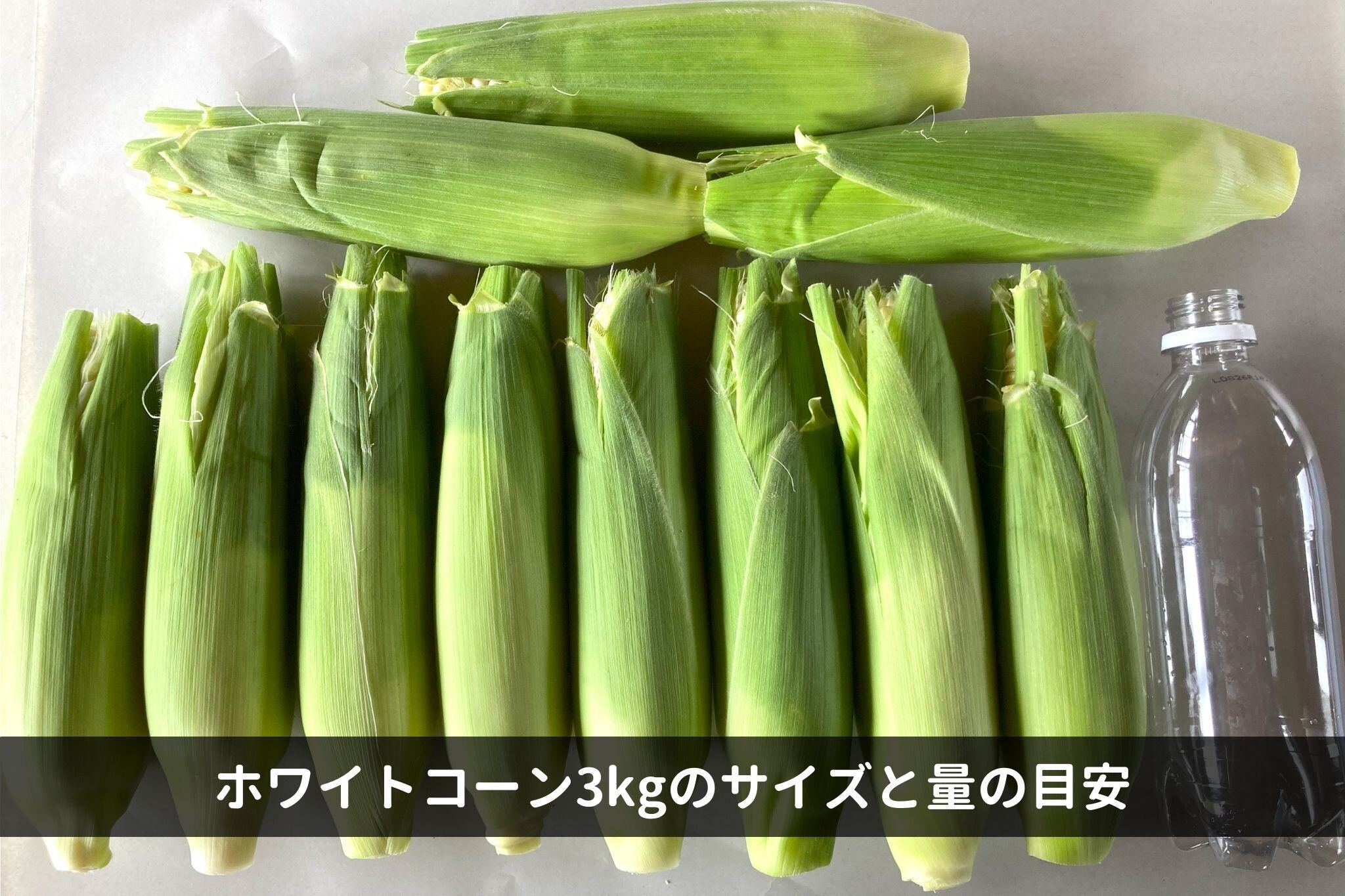 【2026年7月下旬-8月上旬発送】ホワイトコーン3kg