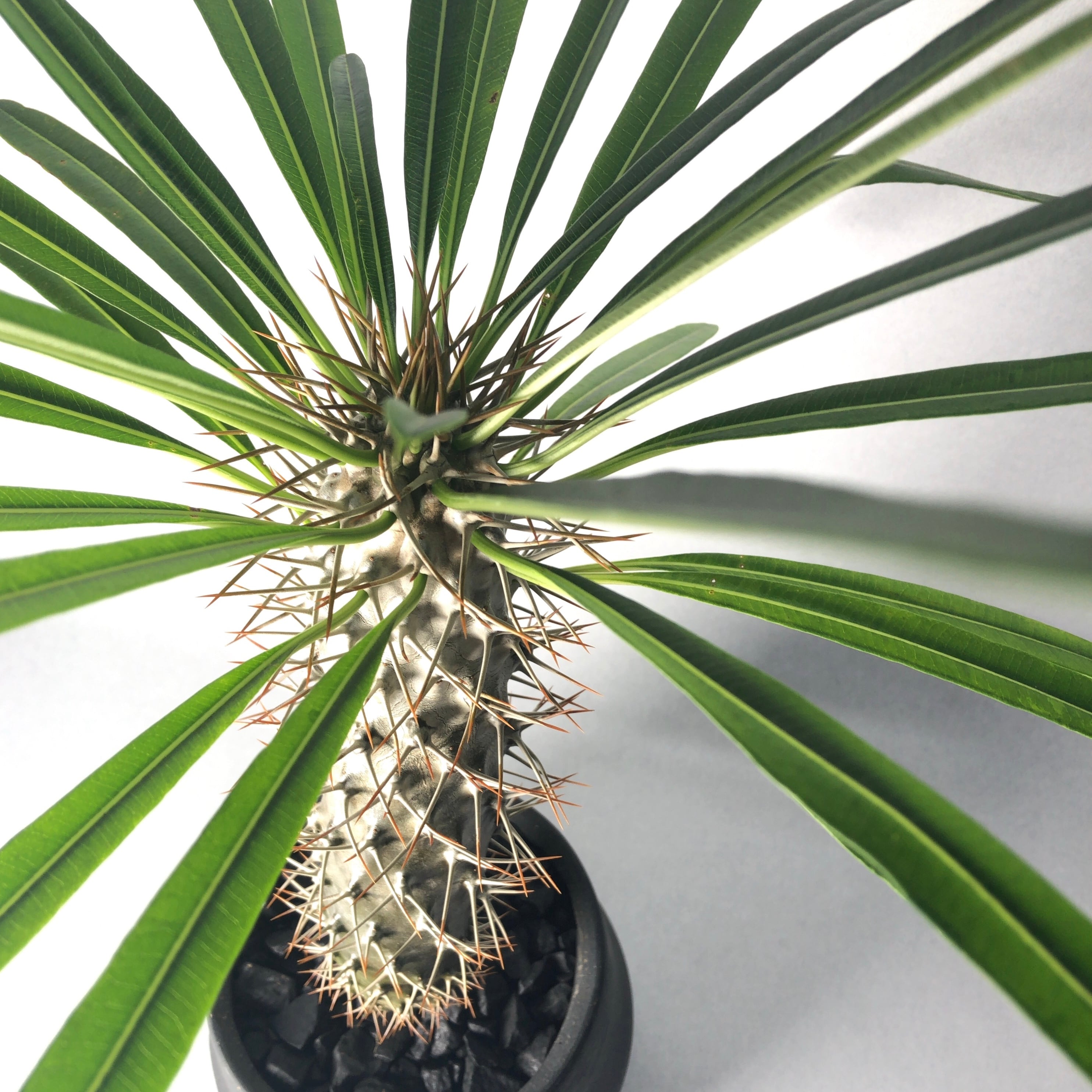 瓦化粧石 黒混１ｌ Trigger