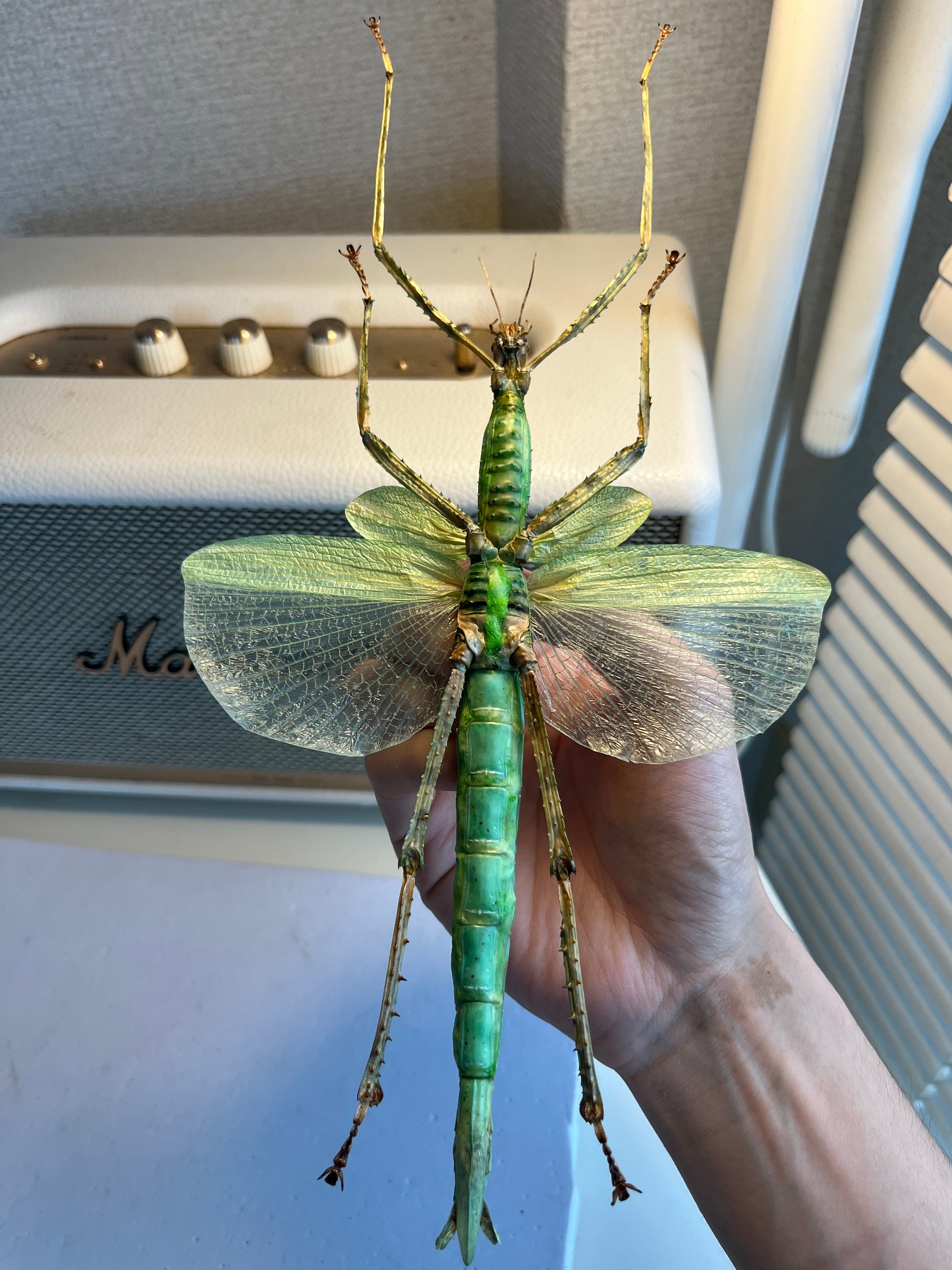 210mm】ゴライアスオオトビナナフシ 陸のザリガニ歩くソーセージ