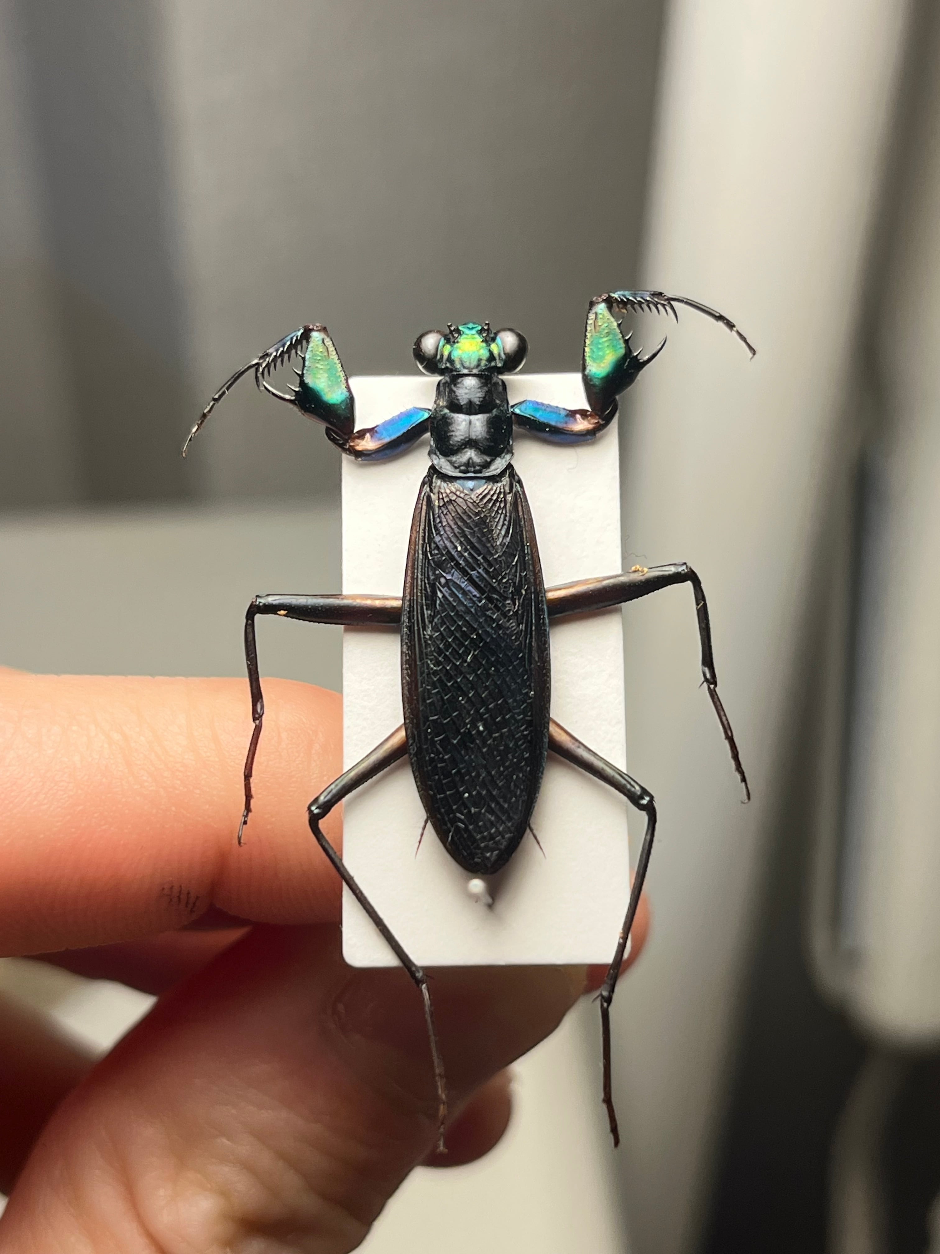 標本】ケンランカマキリ スパイダーマンティスレッドローチ