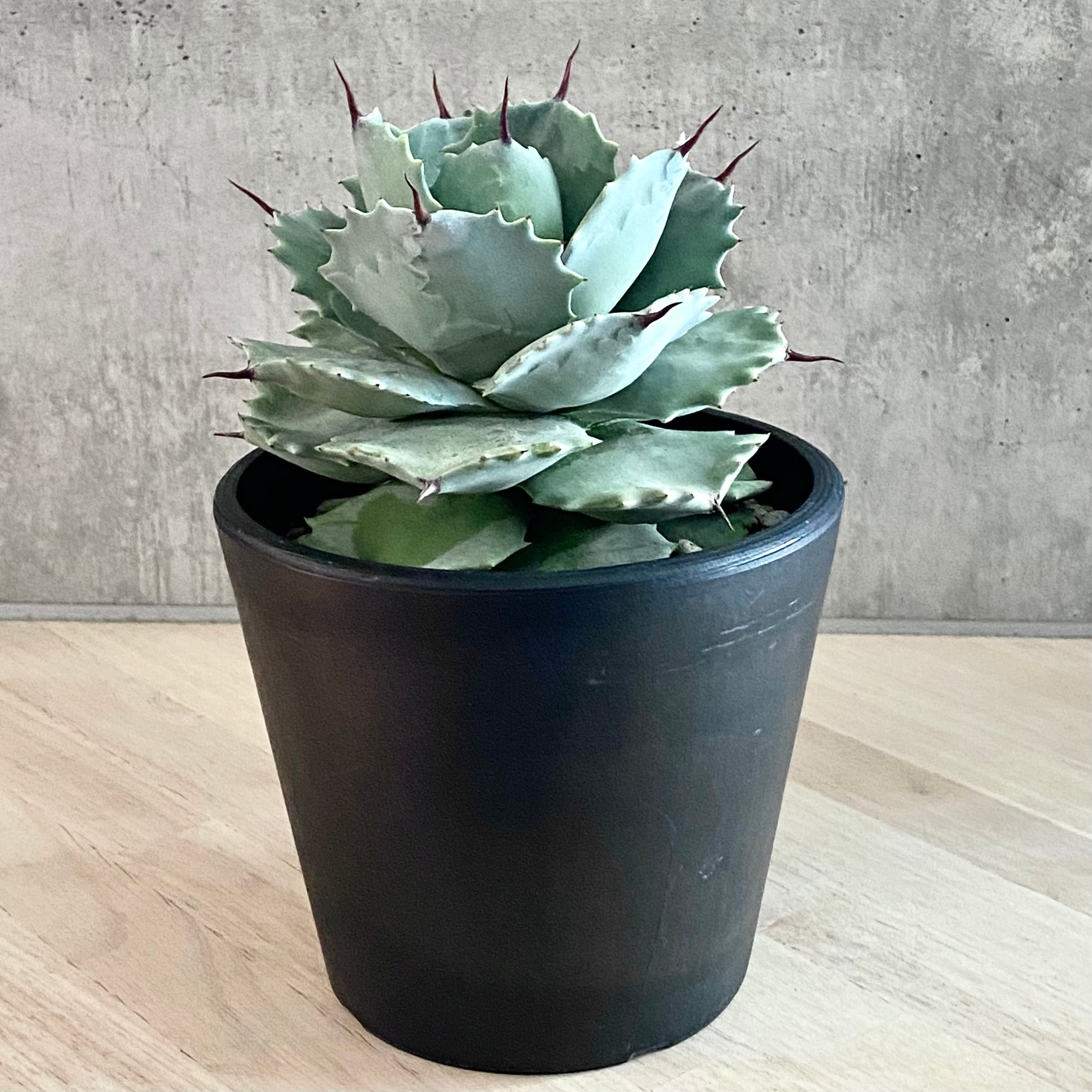 agave isthmensis /アガベ カブトガニ 【観葉植物】【多肉植物