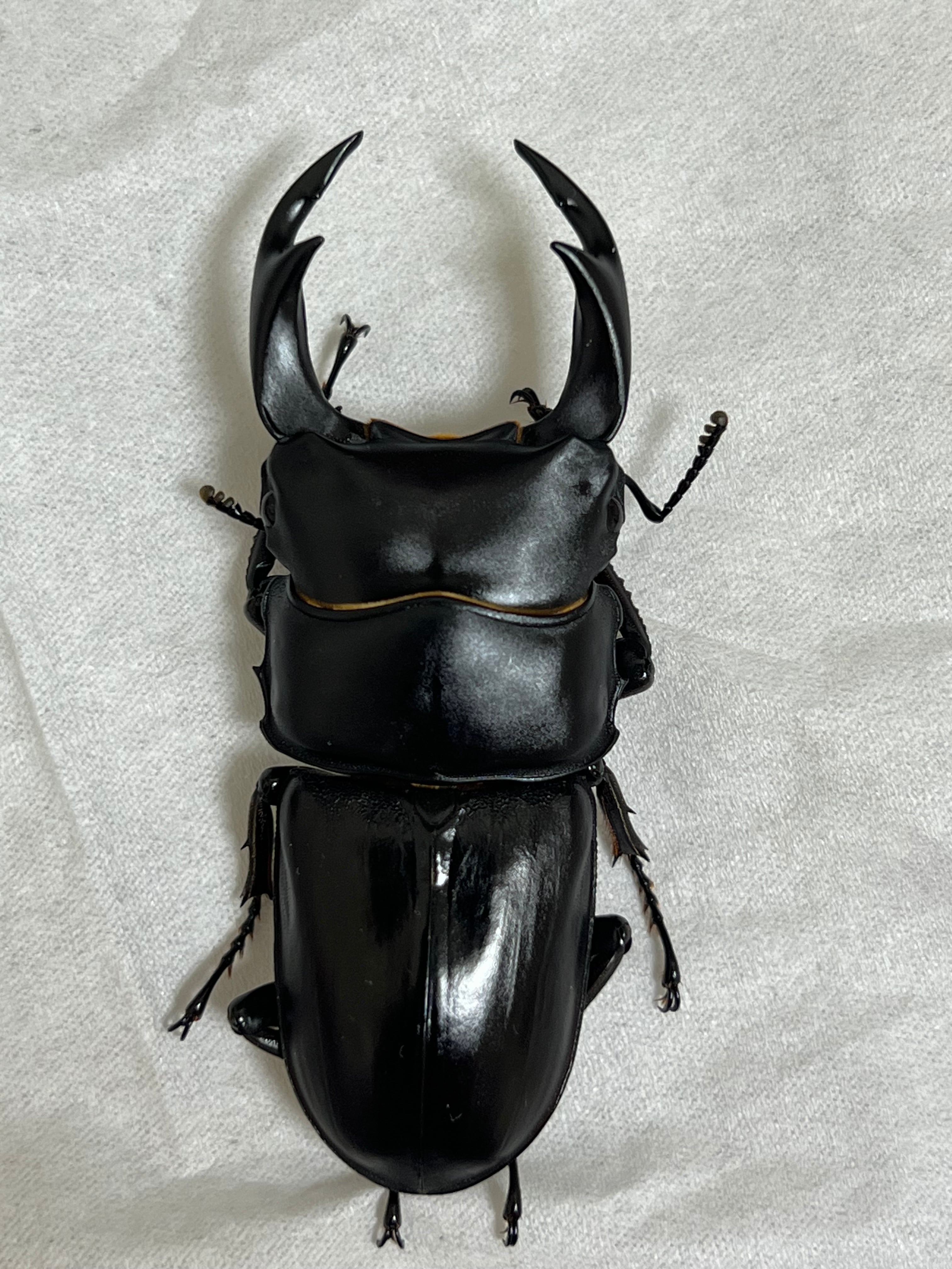 5】♂76mm国産オオクワガタ能勢YG血統 単品 大阪府能勢町産 | PAY ID