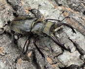 【WD】《チベットミヤマ原名亜種 51mm ペア》