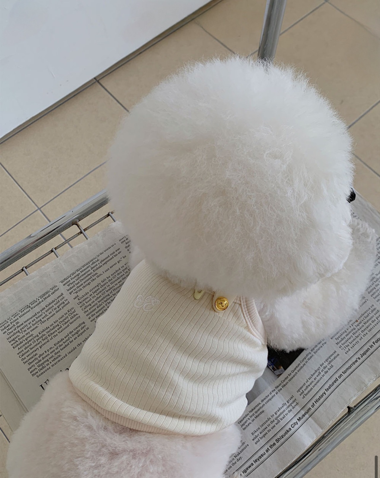 即納 【seenii】ceci crop top (ivory)