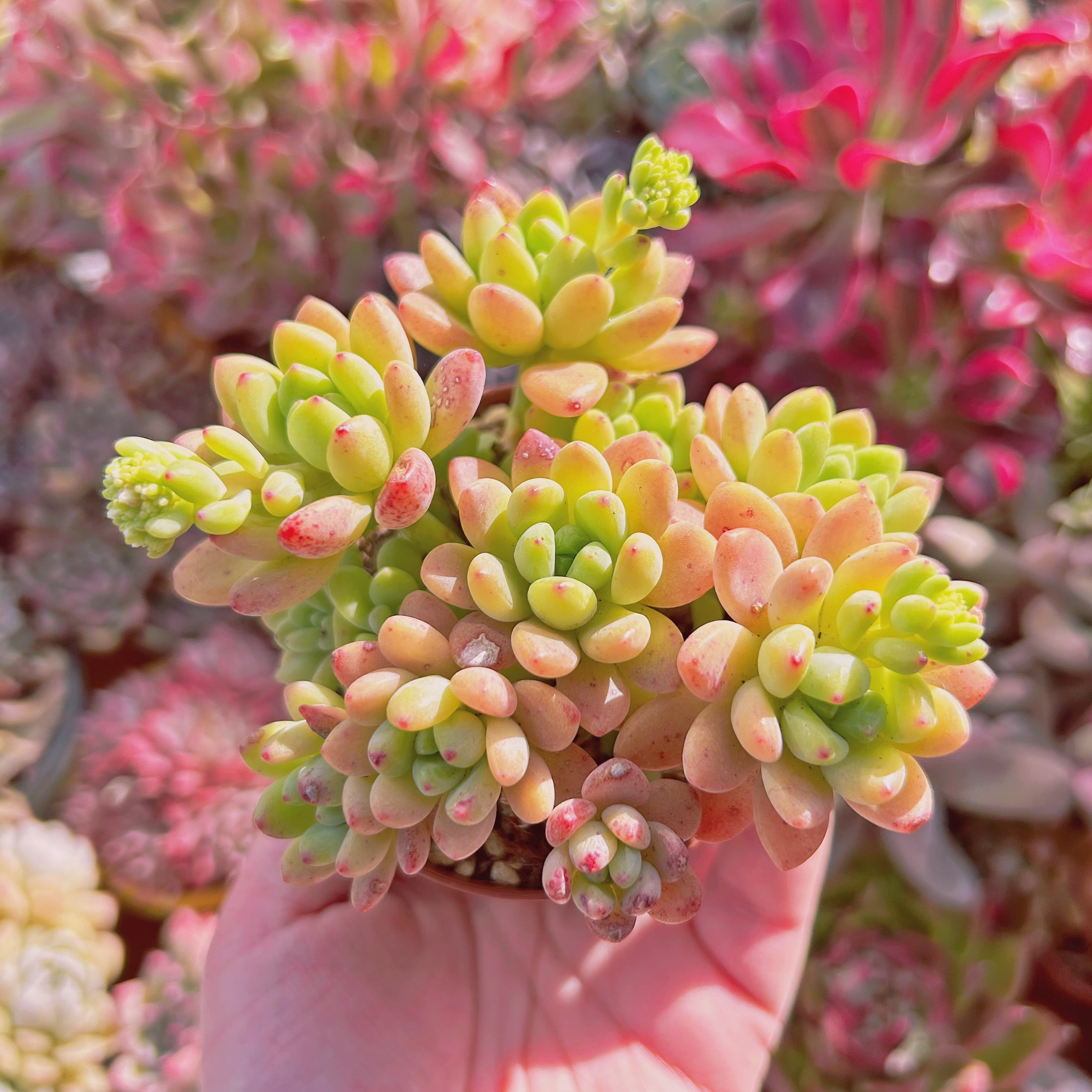 572現物 多肉植物 Sedum Shangri La | るる農園~多肉植物専門