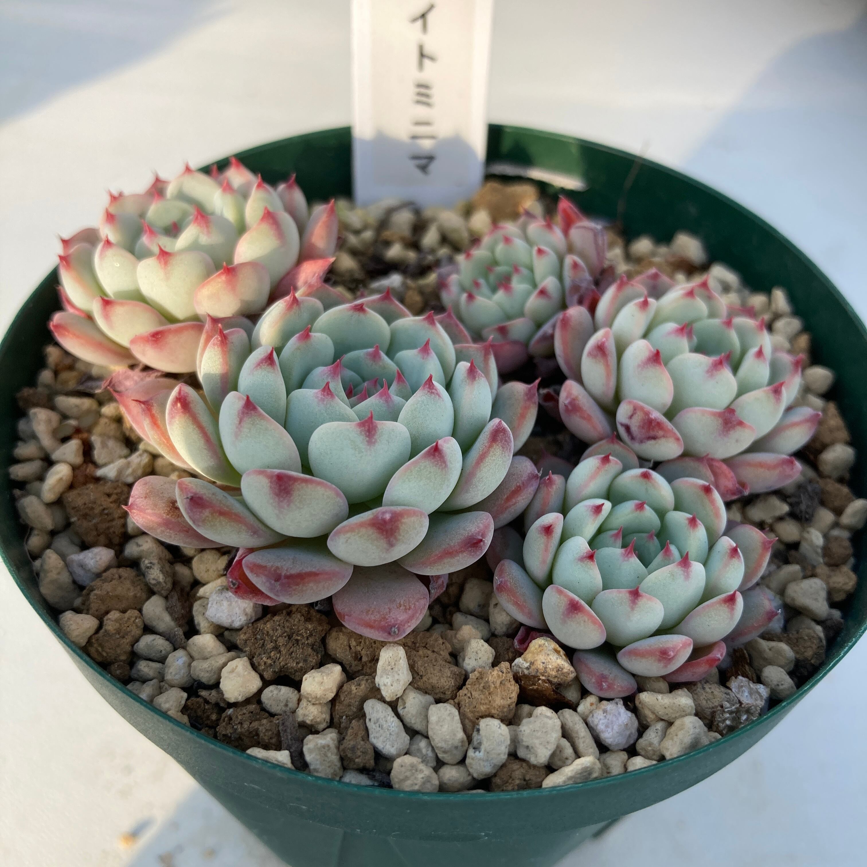 現物商品】ホワイトミニマ 5頭 | 多肉植物研究所
