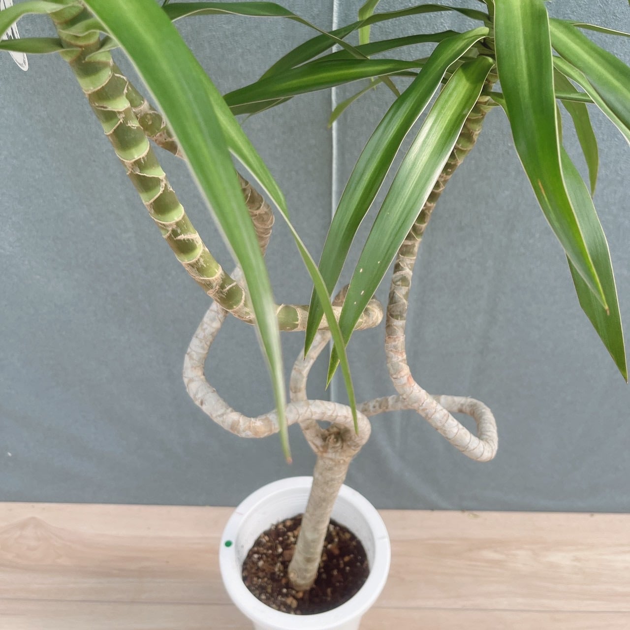 現品］【希少】25番 ドラセナ ナビー 龍 6号 観葉植物 大型 室内 レア