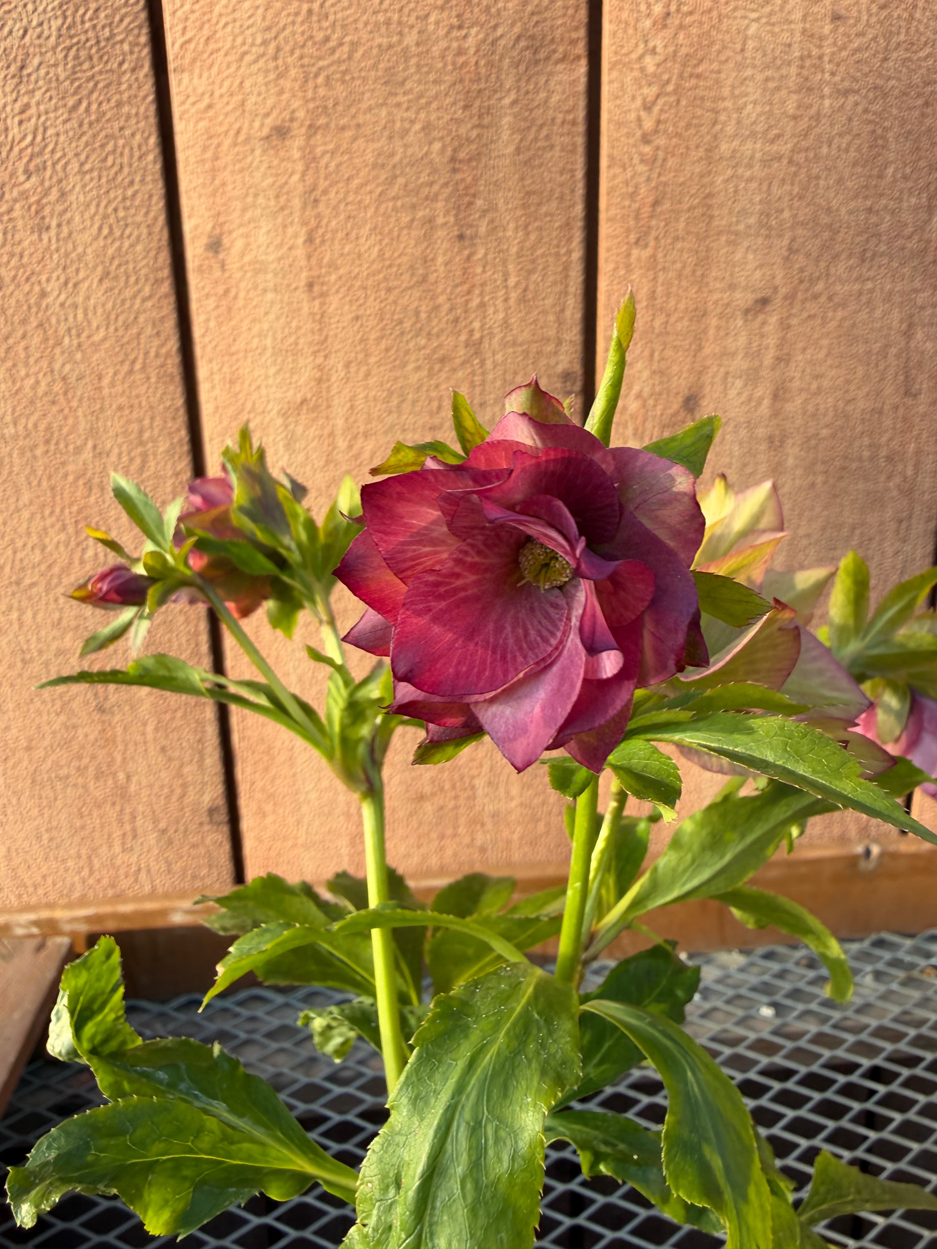 シャルウィダンスピンク 若泉ファーム クリスマスローズ【Wa08】送料