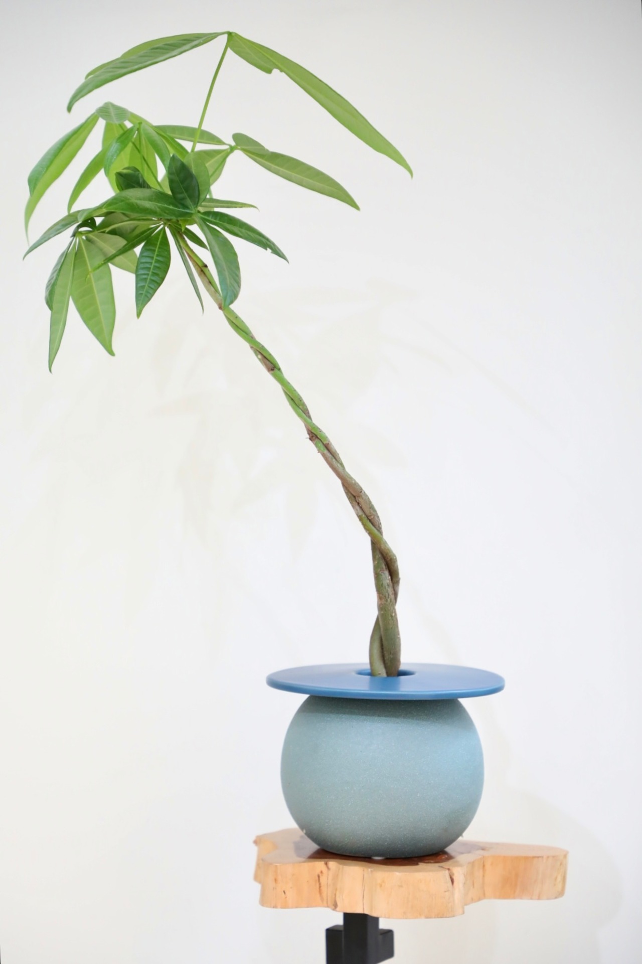 【M】パキラ 編み込み/Pachira ※【土不使用】フラワーベース付き