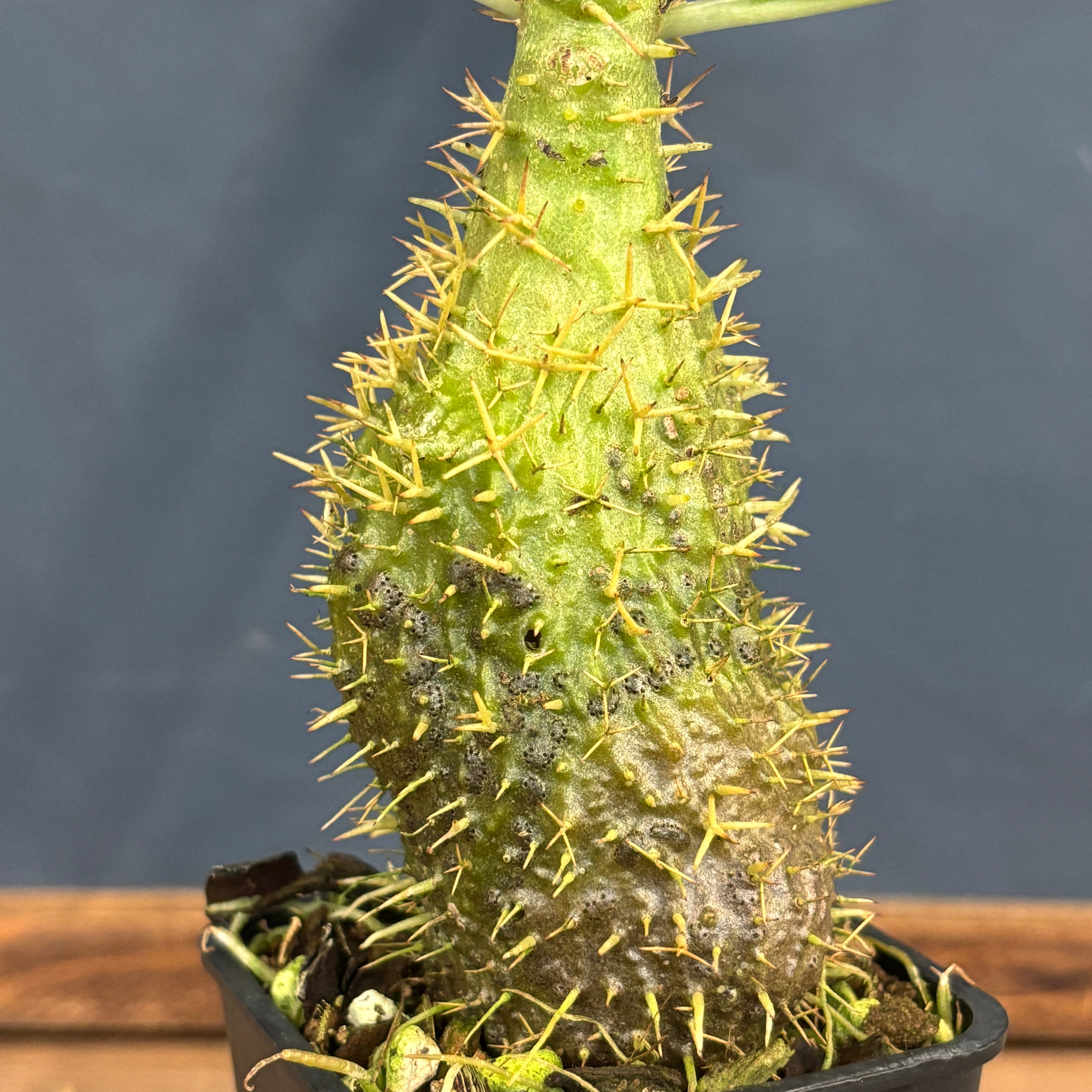 ミルメコディア alata【261】 | PROTOLEAF プロトリーフ