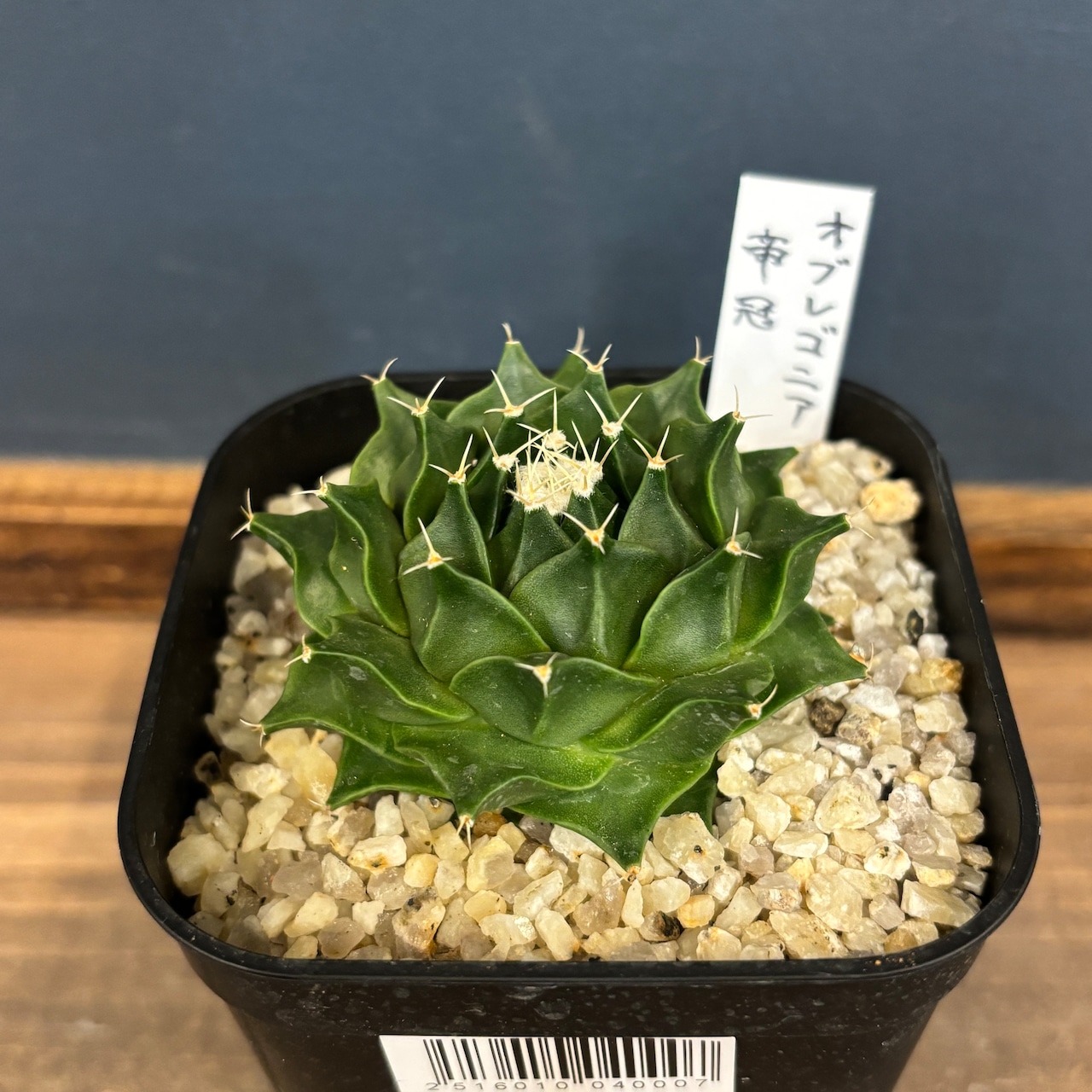 サボテン オブレゴニア 帝冠【726】