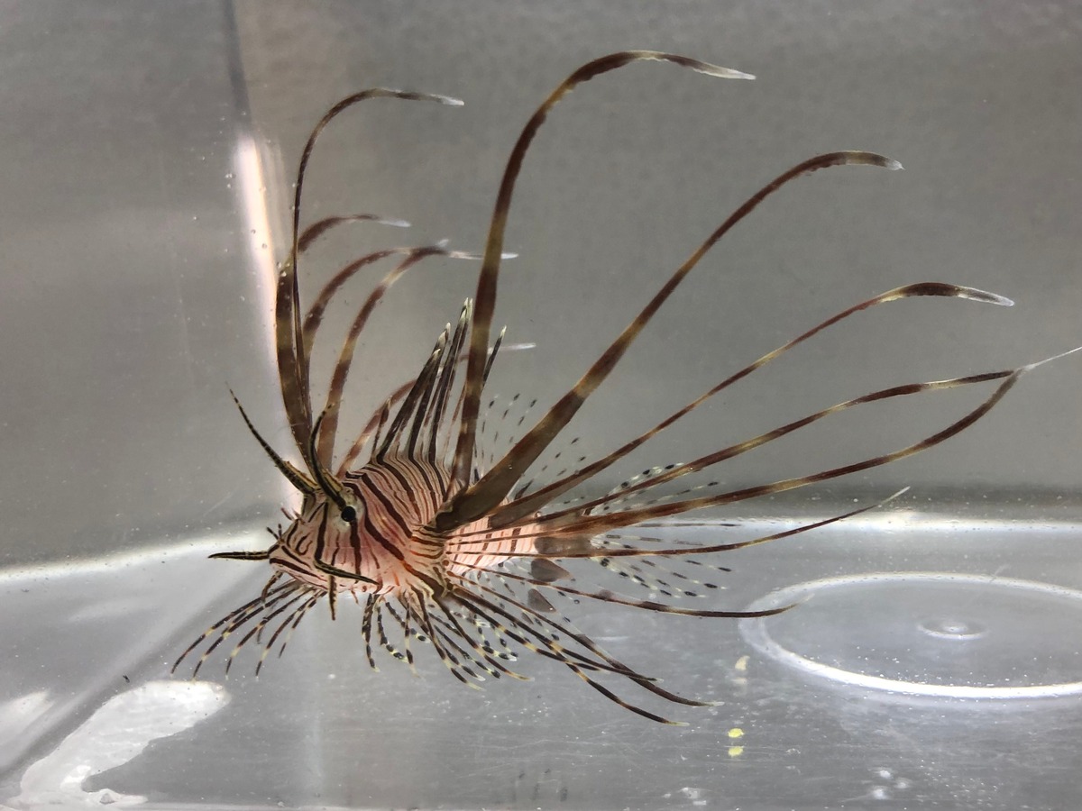 ハナミノカサゴ Lionfish (Pterois volitans) | 沖縄さんご商店 Okinawa Sango Shouten