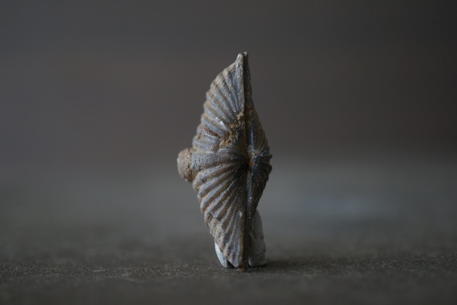 カナダ産腕足類化石 Mucrospirifer sp. 1605