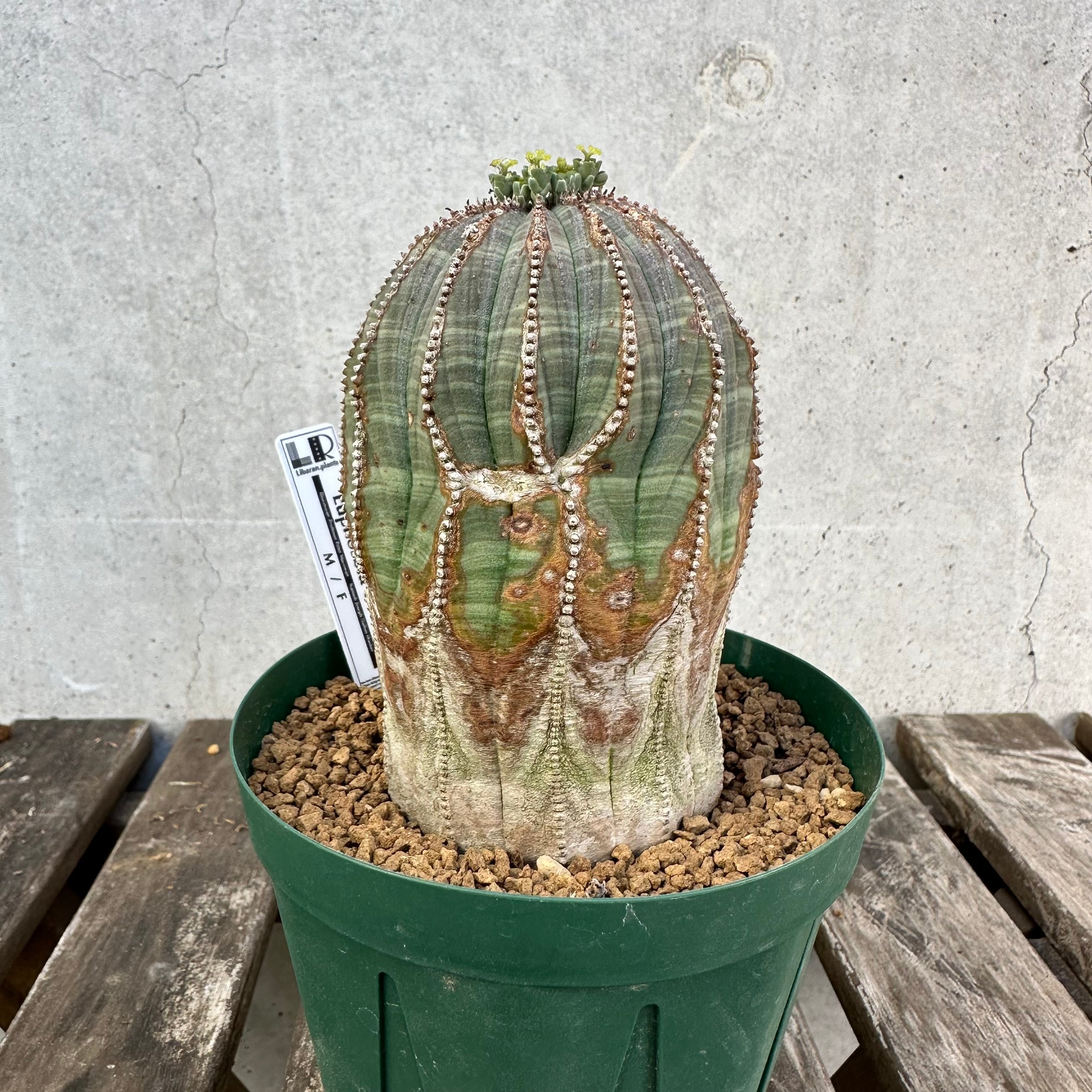 オールドオベサ(メス株) Obesa メス株 | Libaran_Plants〜ユーフォルビア オベサ 専門店