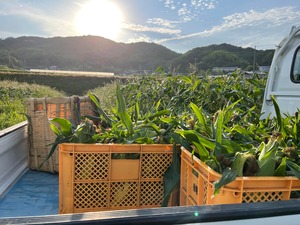 【まるで梨のような甘さ】淡路島産 白いとうもろこし（ホワイトコーン）5本 産地直送