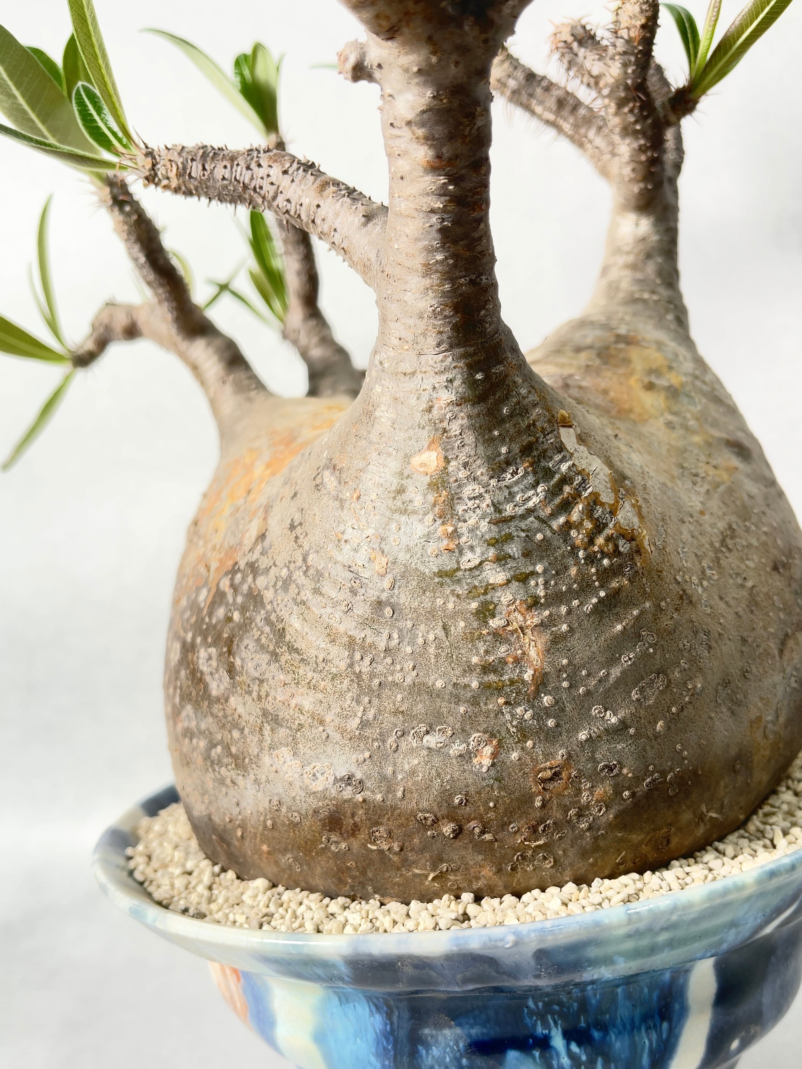 パキポディウム・グラキリス | trigger