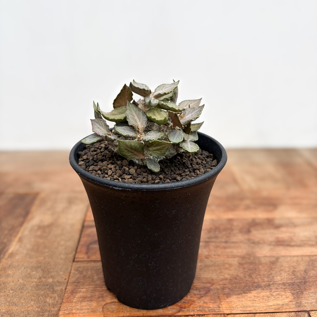 Euphorbia tulearensis【ユーフォルビア・トゥレアレンシス・実生】