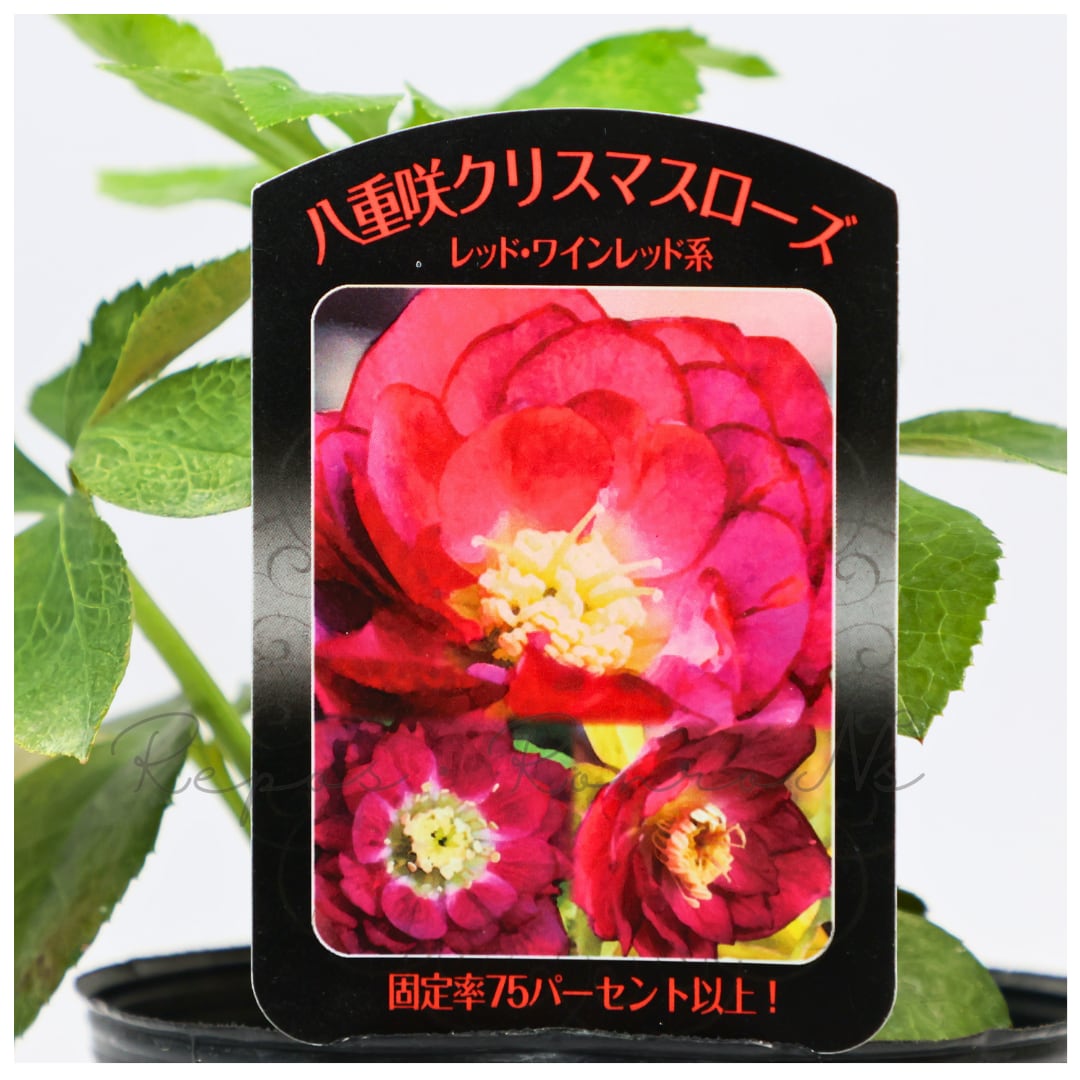 曽田園芸 クリスマスローズ:ハイブリット・レッドワインレッド系ダブル(3.5号)実生株 冬の花 多年草 希少 耐寒 贈り物
