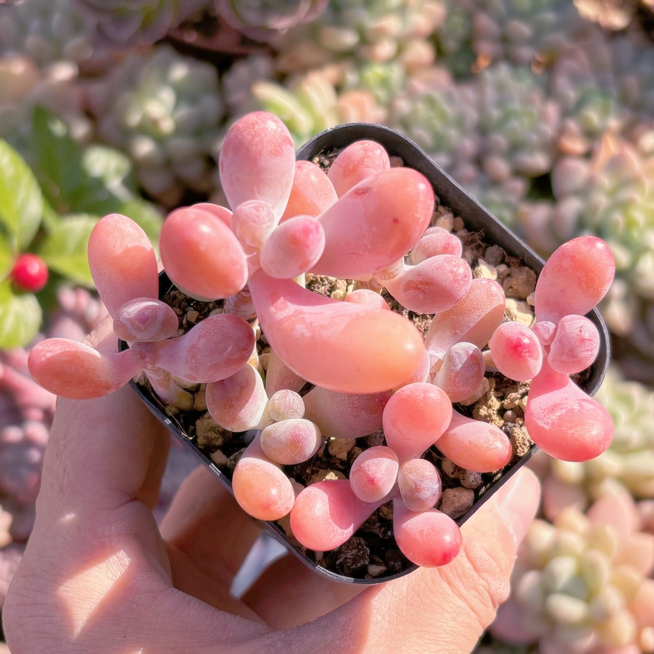 現品　パトリックスター#255   古株　るる農園