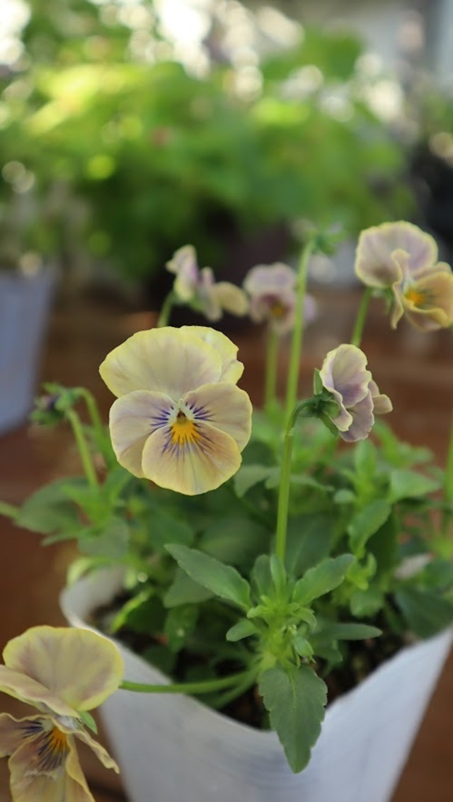 桂楓園さんオリジナルビオラ　万葉菫　『おぼろ月』　３.5号ポット　