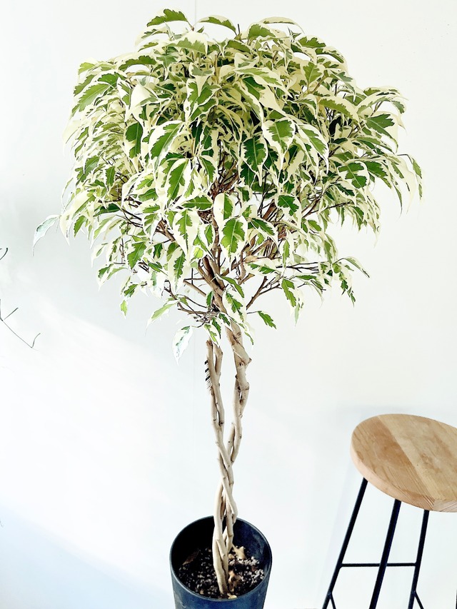 【一点限定】ベンジャミン スターライト ビューティークイーン ねじり×ねじり 特別仕立て 観葉植物