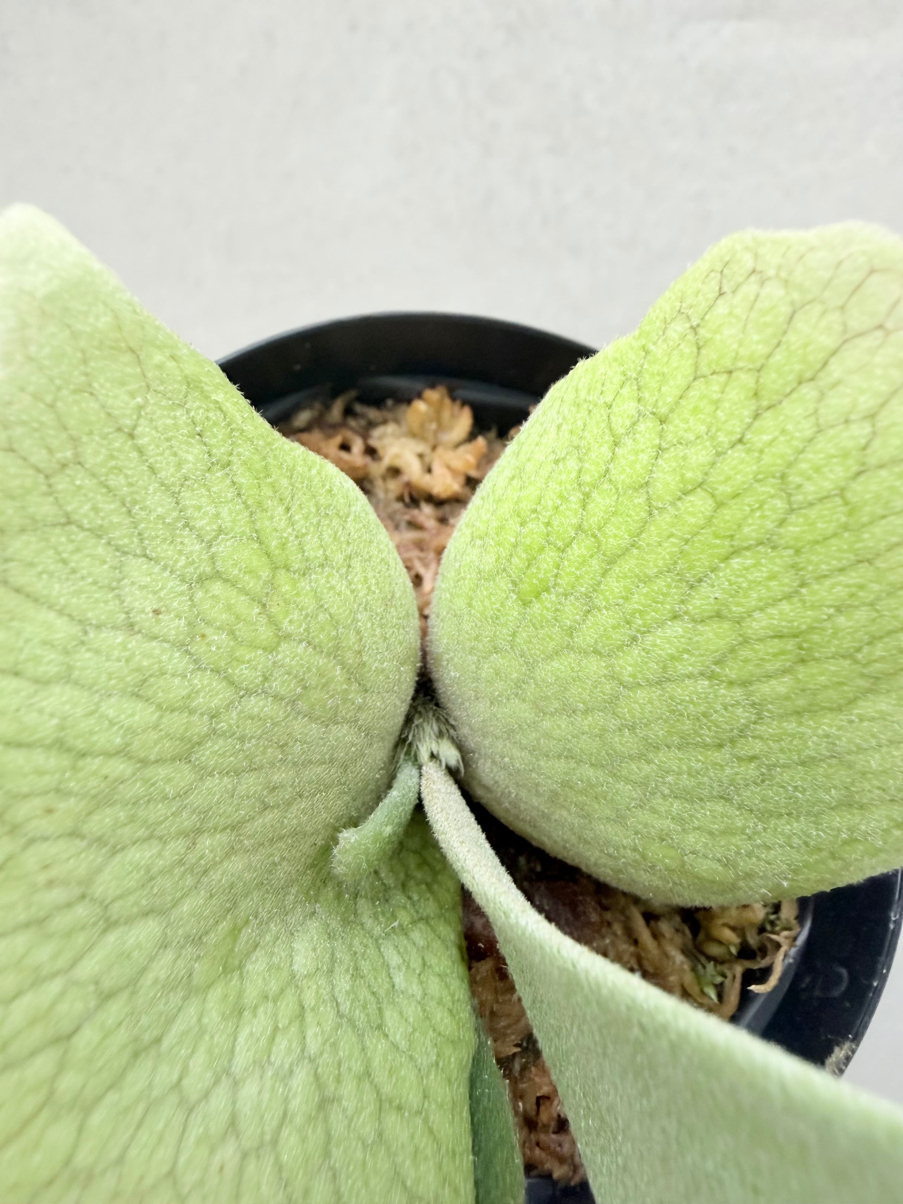 c) P. willinckii 'Frosty Maiden' spore grown ③ビカクシダ
