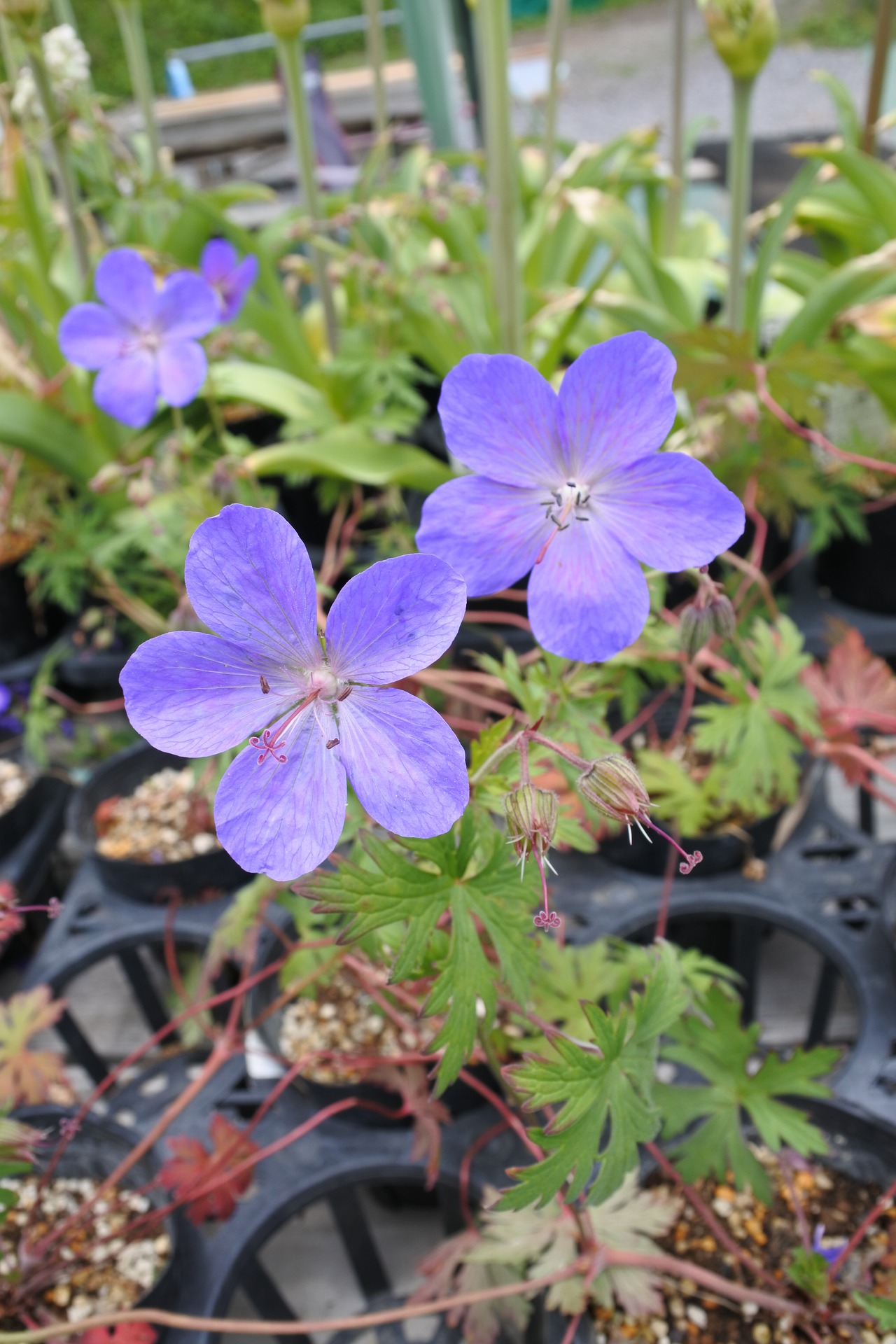 フウロソウ（ゲラニュウム）ジョンソンブルー　７．５〜９ｃｍ【山野草】の画像03