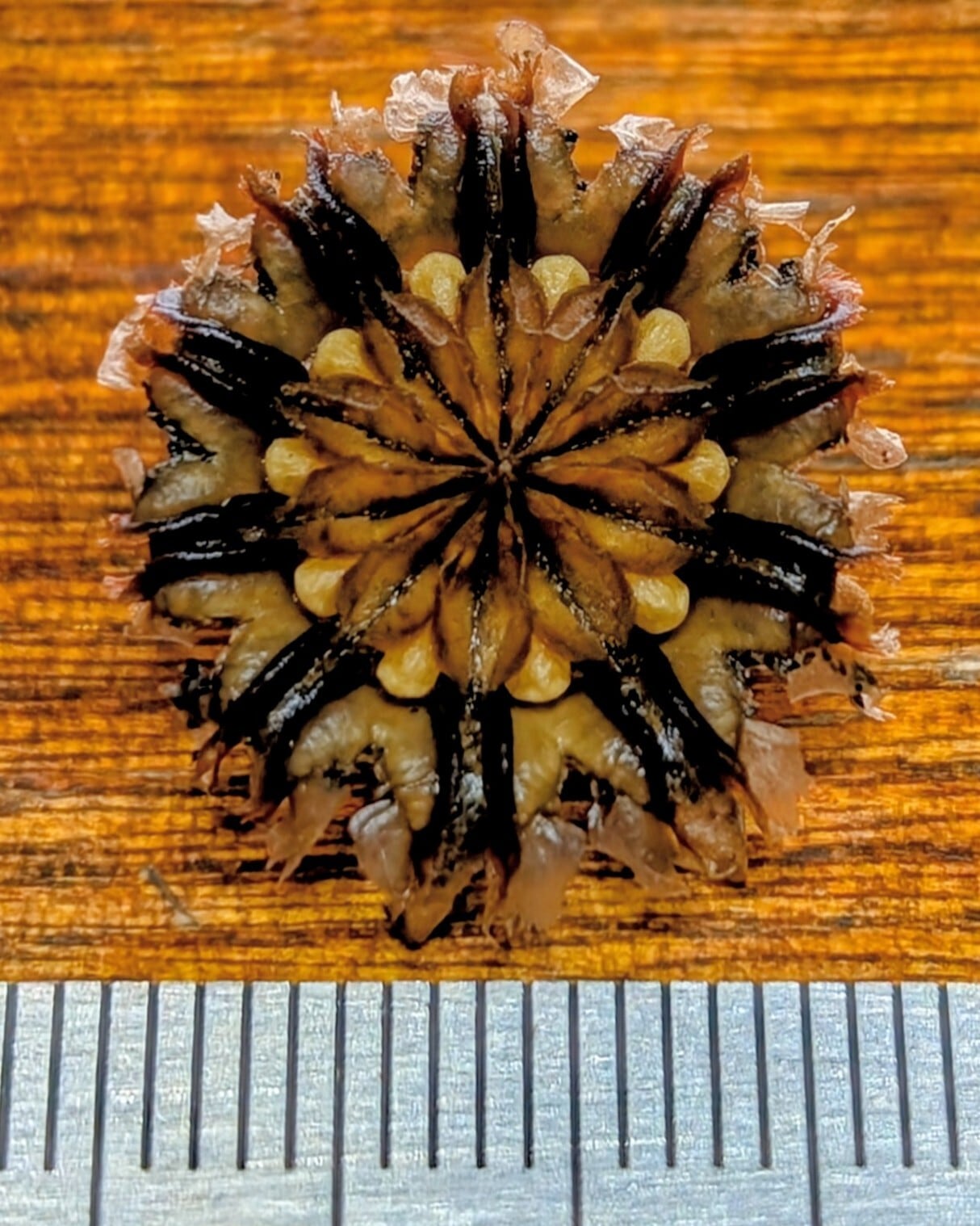 種子(少量パック)/30粒】Cephalophyllum sp. (SB 1494)/ケファロ