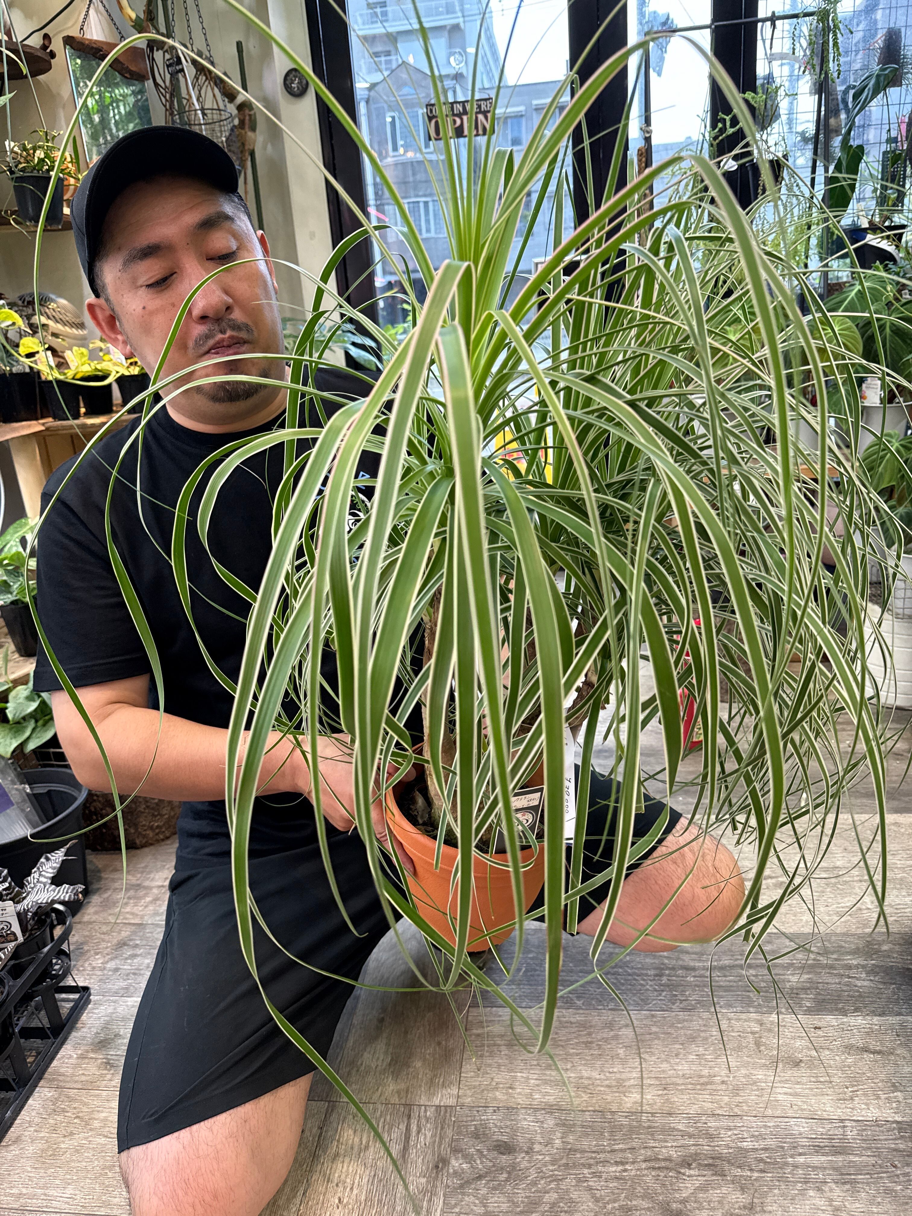 トックリラン 斑入り(覆輪) 'ポニーテール' | Gardenえん 【観葉熱帯植物】