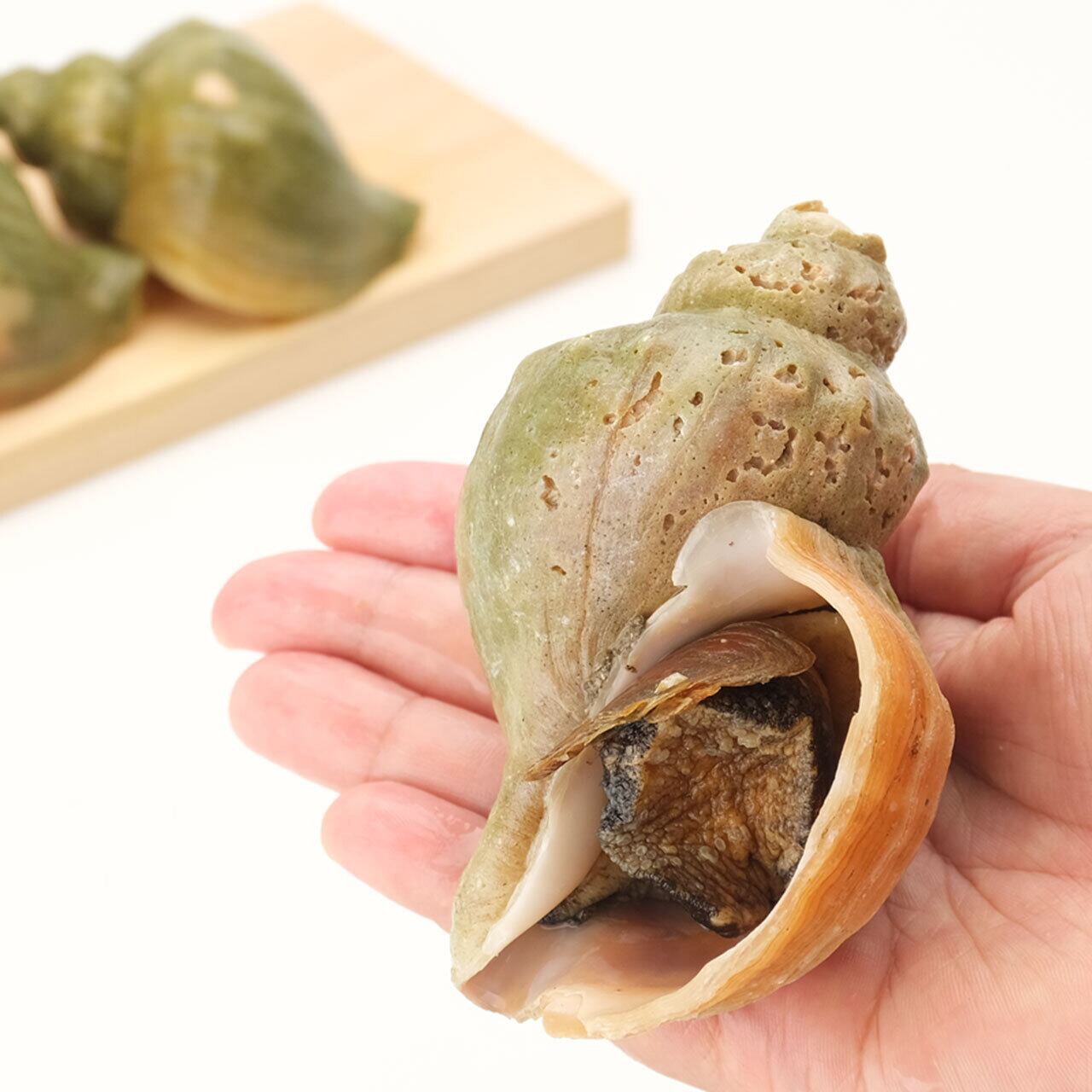 貝殻様 専用 moya 貝殻 貝標本 ブランデーガイ GEMー 生貝 その2 貝殻様 専用 moya 貝殻 貝標本 ブランデーガイ GEMー 生貝 その2