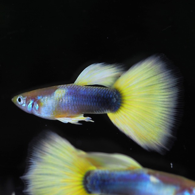 ゴールデンTaxiリボン　1カルテット