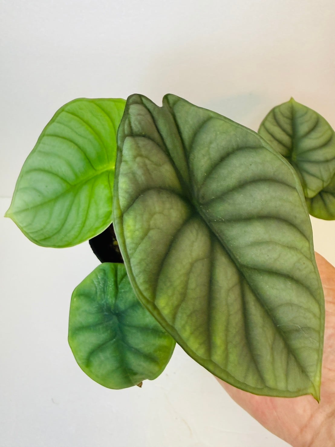 アロカシア・ドラゴンスケールミントバリエガータ ① 3号 | 観葉植物と