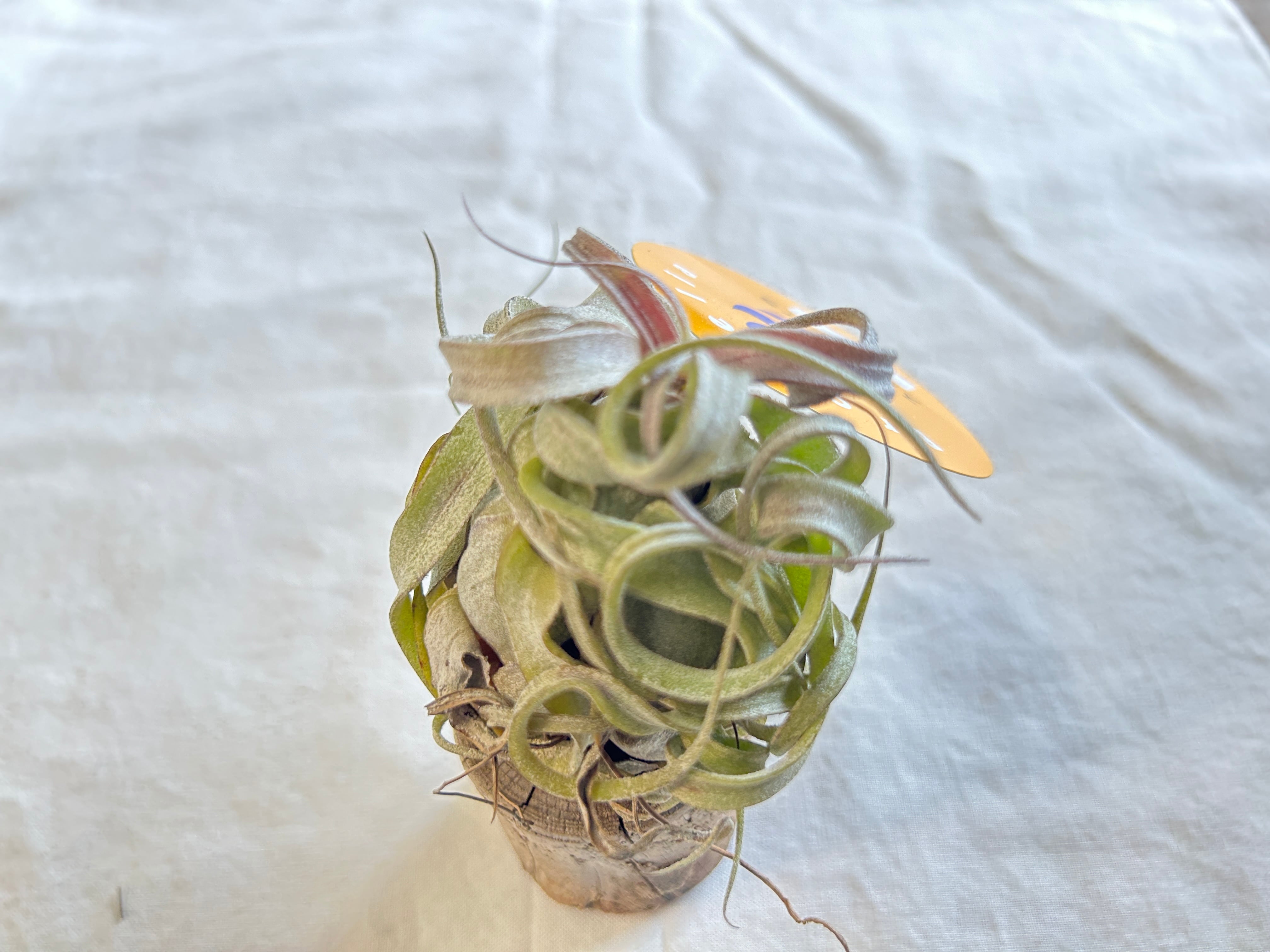 フリョウプランツ GREEN JAM foliageplant