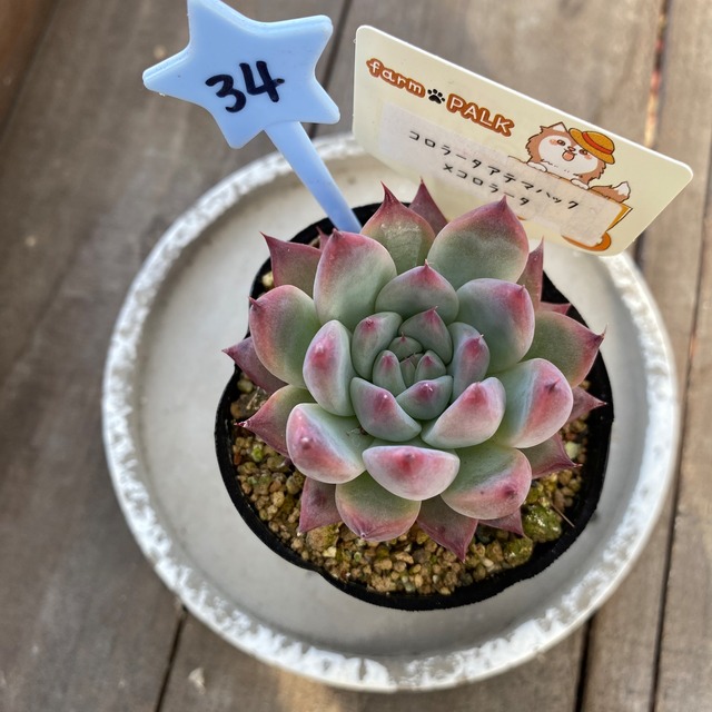 34..farmpalk交配種