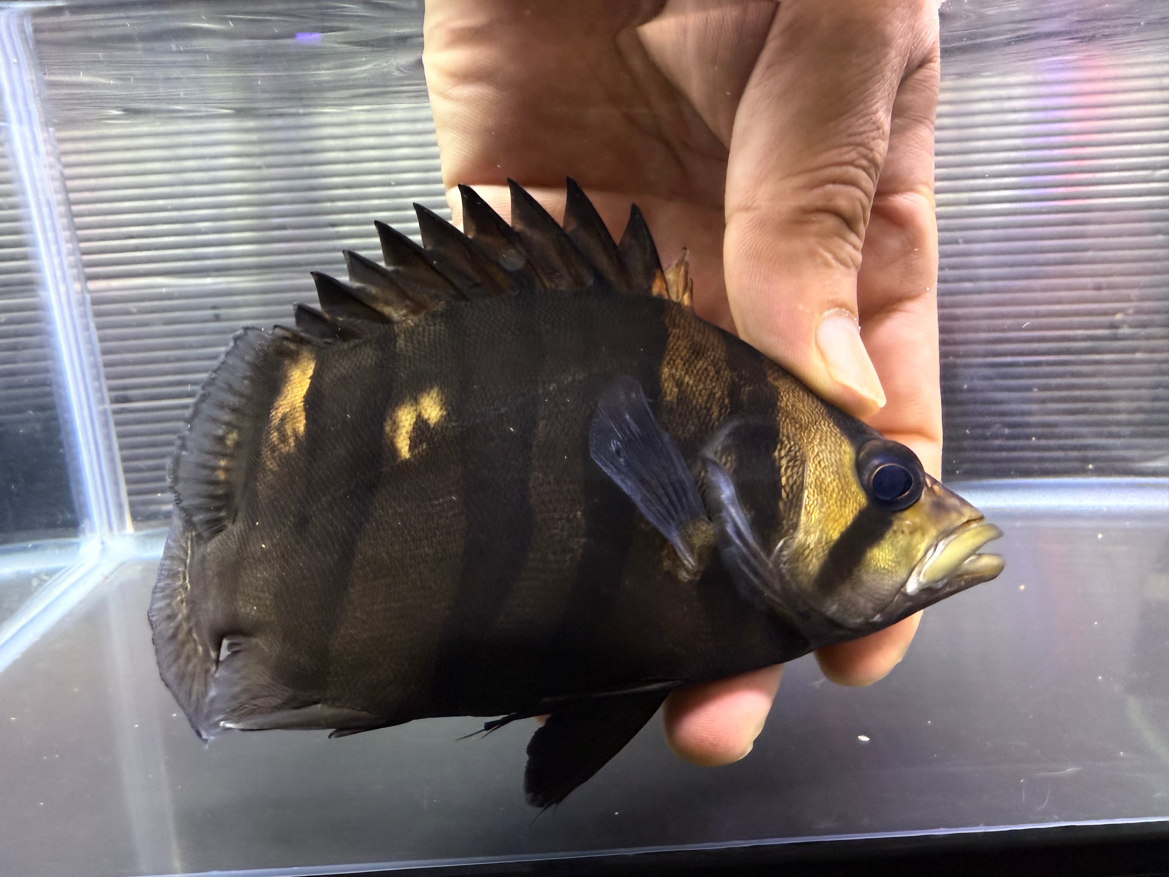 882bd1845b2abf999dd666e30823b5