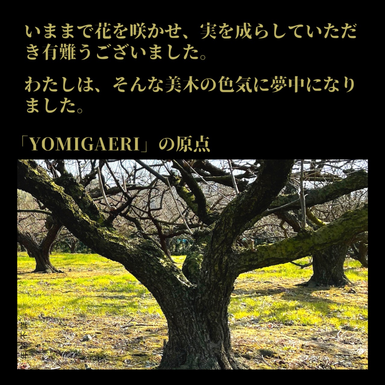 YOMIGAERI®︎　-梅乃 美木小-