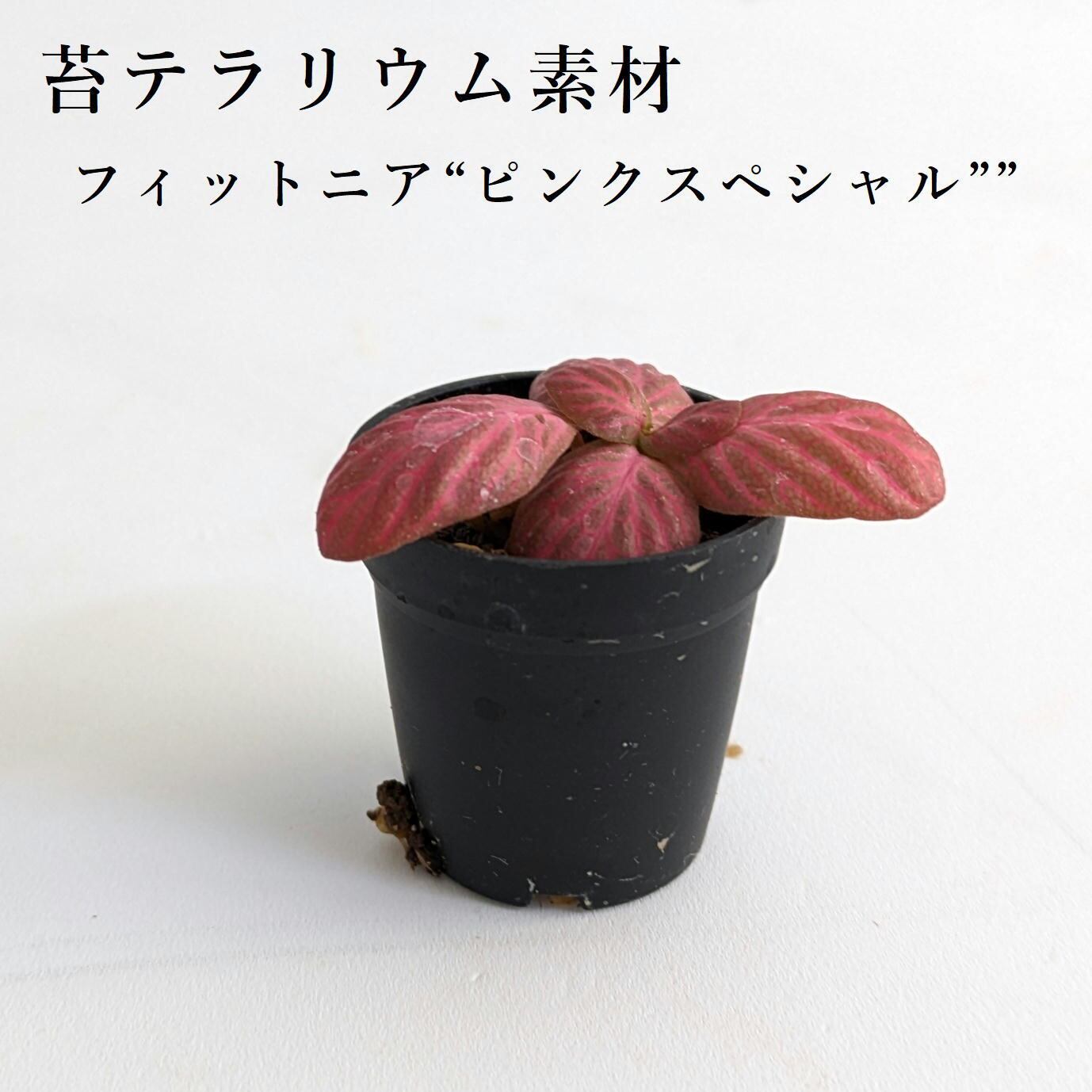 苔テラリウム　CUBE型　コケテラリウム　フィットニア3種類 フィットニア “ピンクスペシャル” 苔テラリウム作製用素材 | 苔