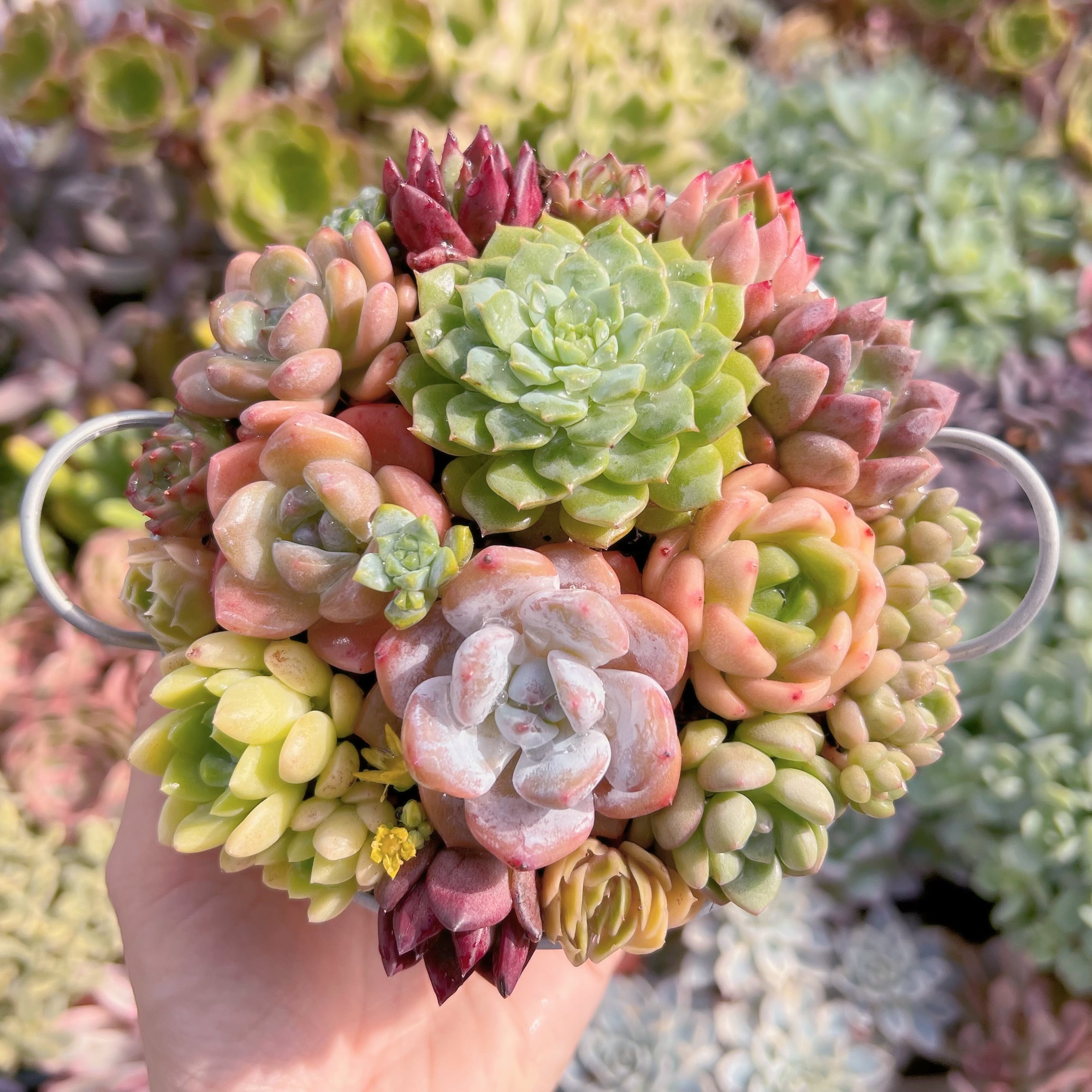 現物　寄せ植え鍋セット#714   るる農園